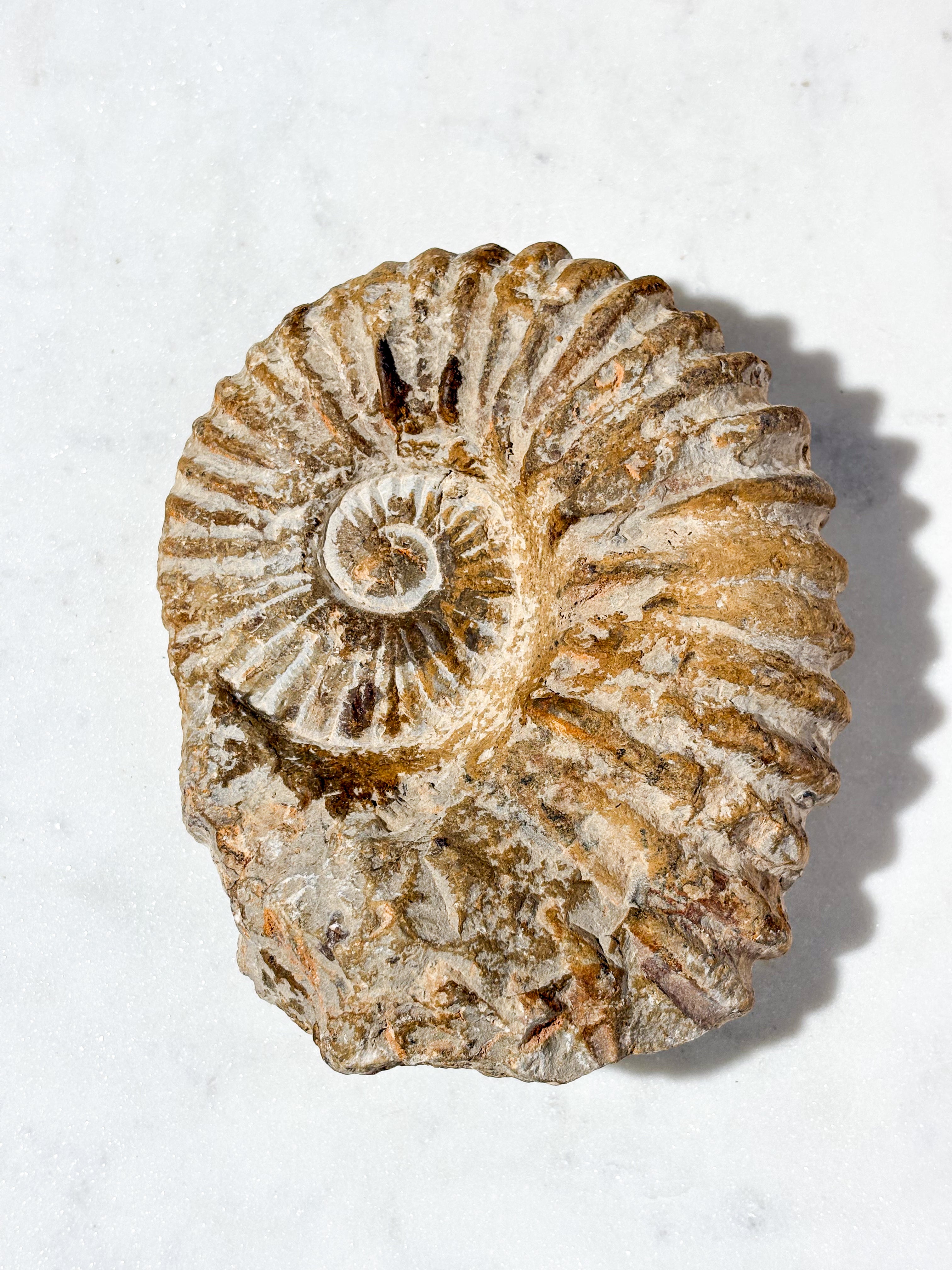Stor ammonitfossil (nr 4)