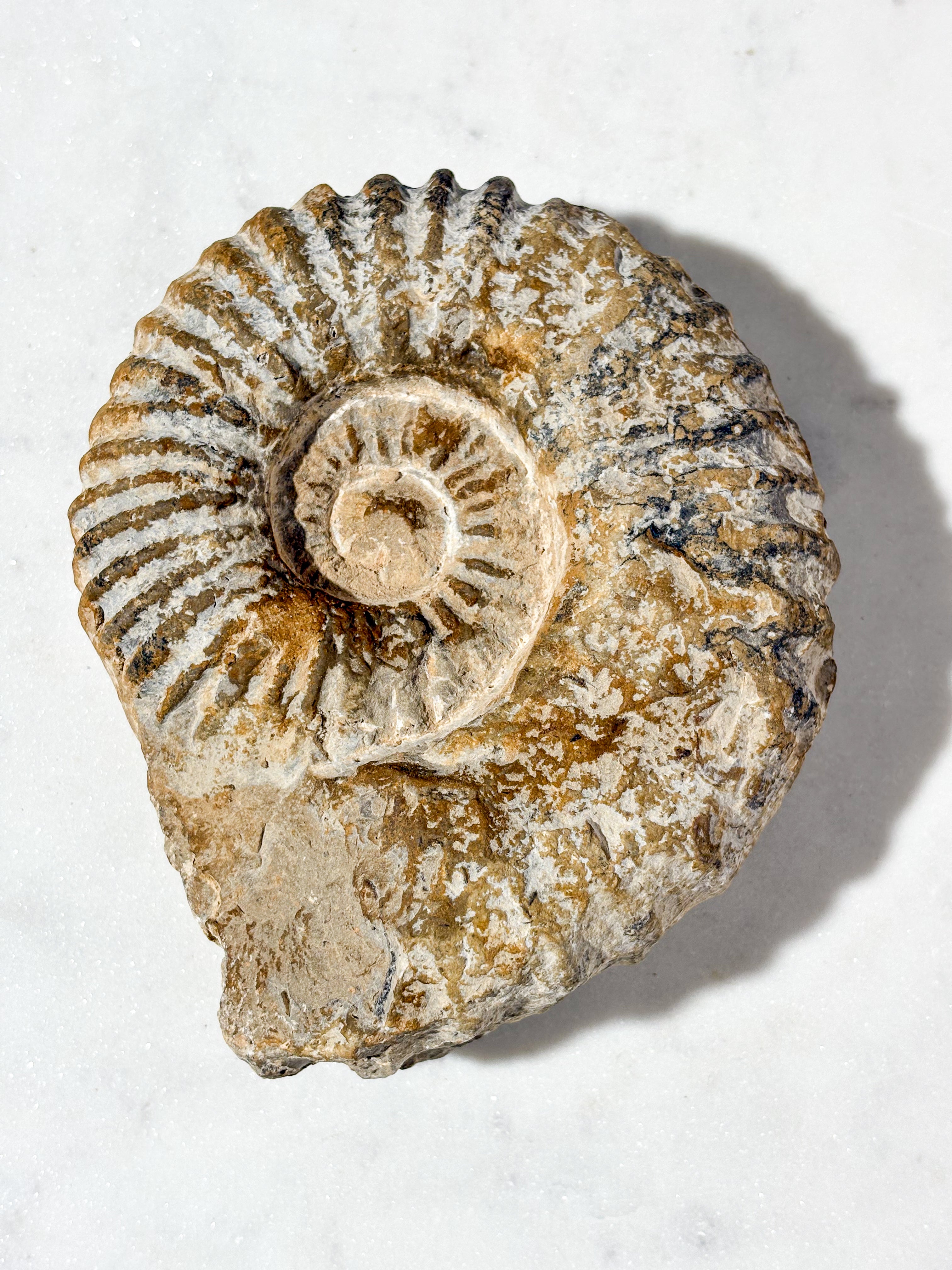 Stor ammonitfossil (nr 5)