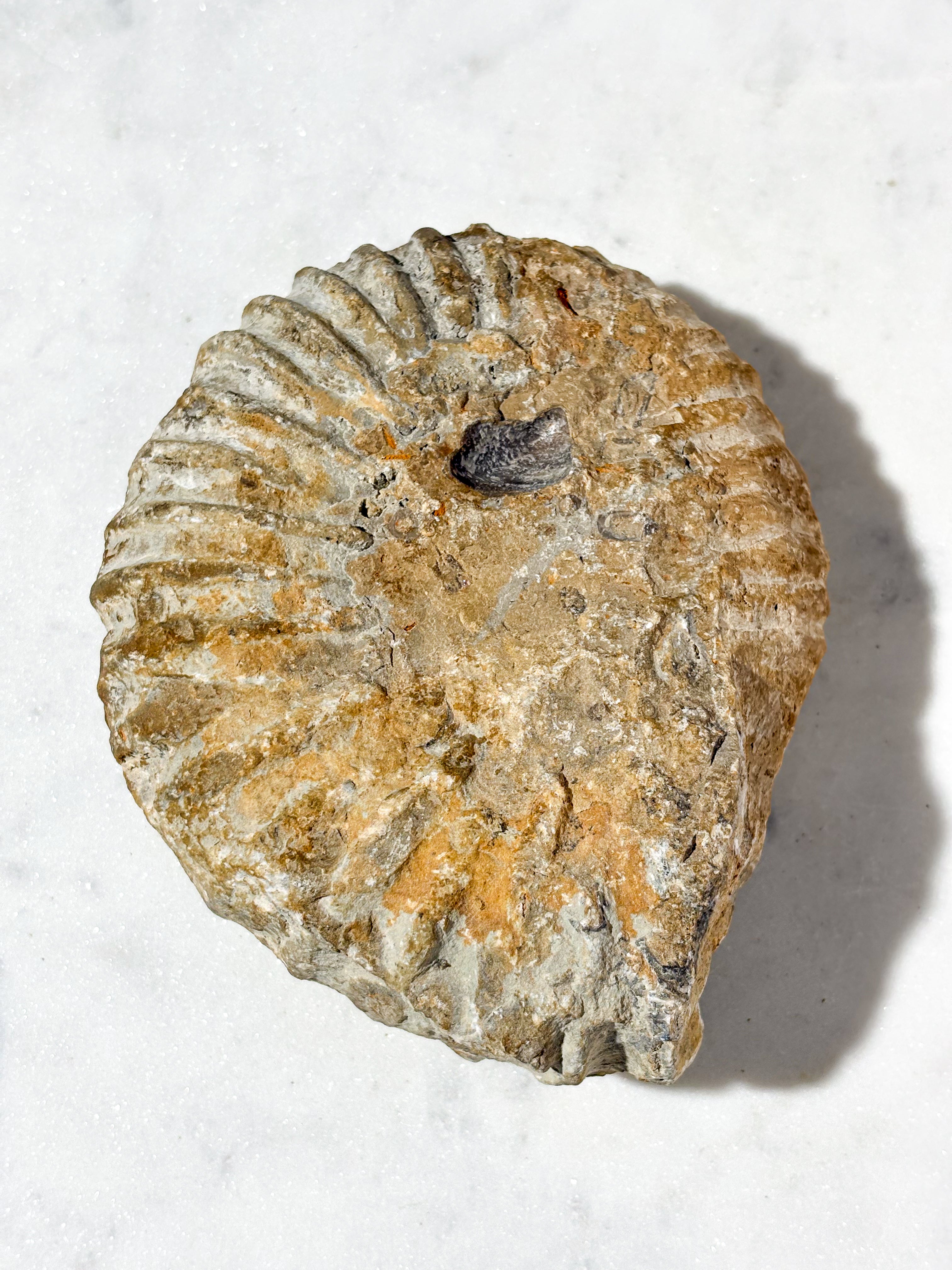 Stor ammonitfossil (nr 5)