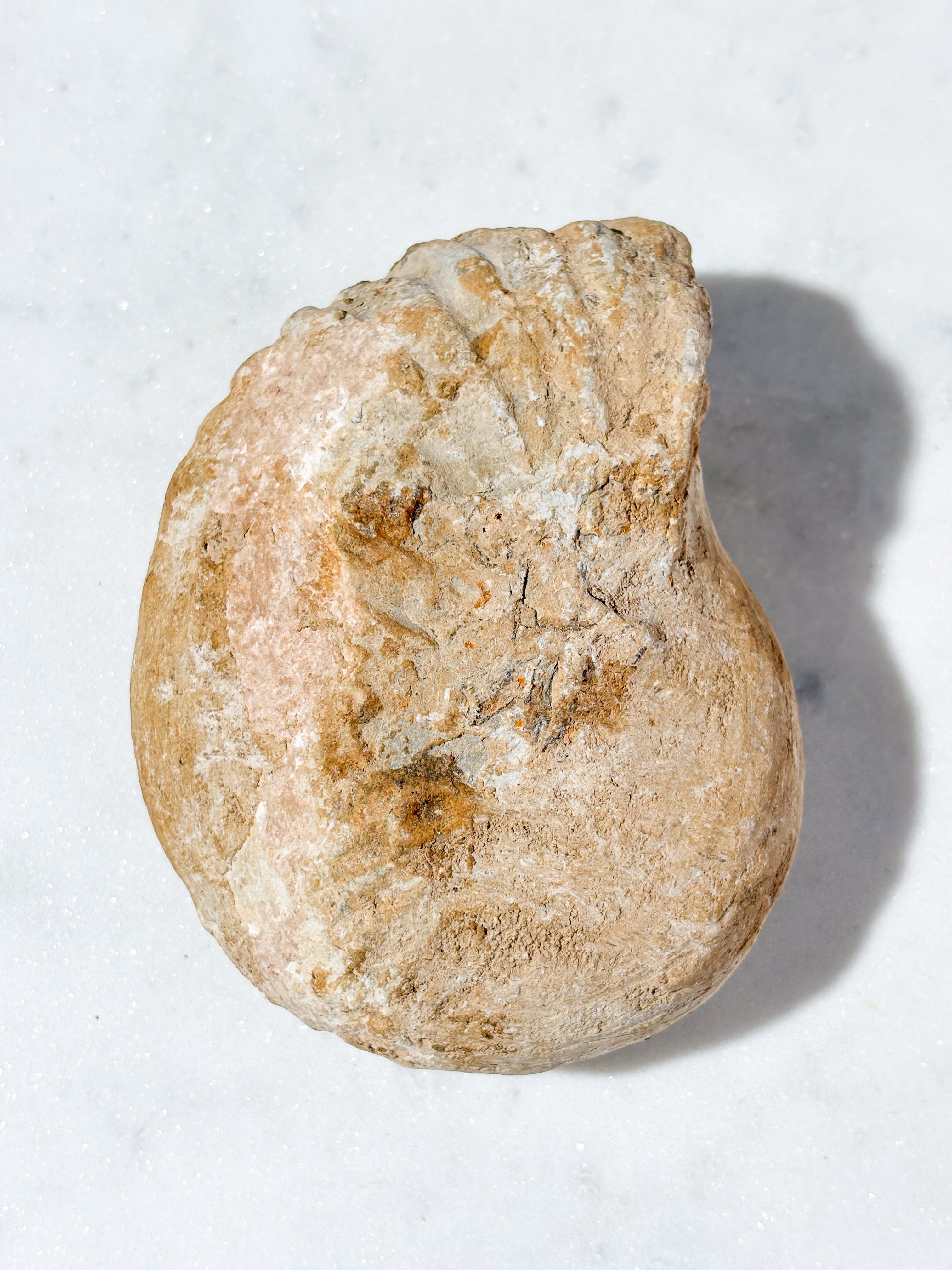 Stor Ammonit Fossil (Nr. 10)