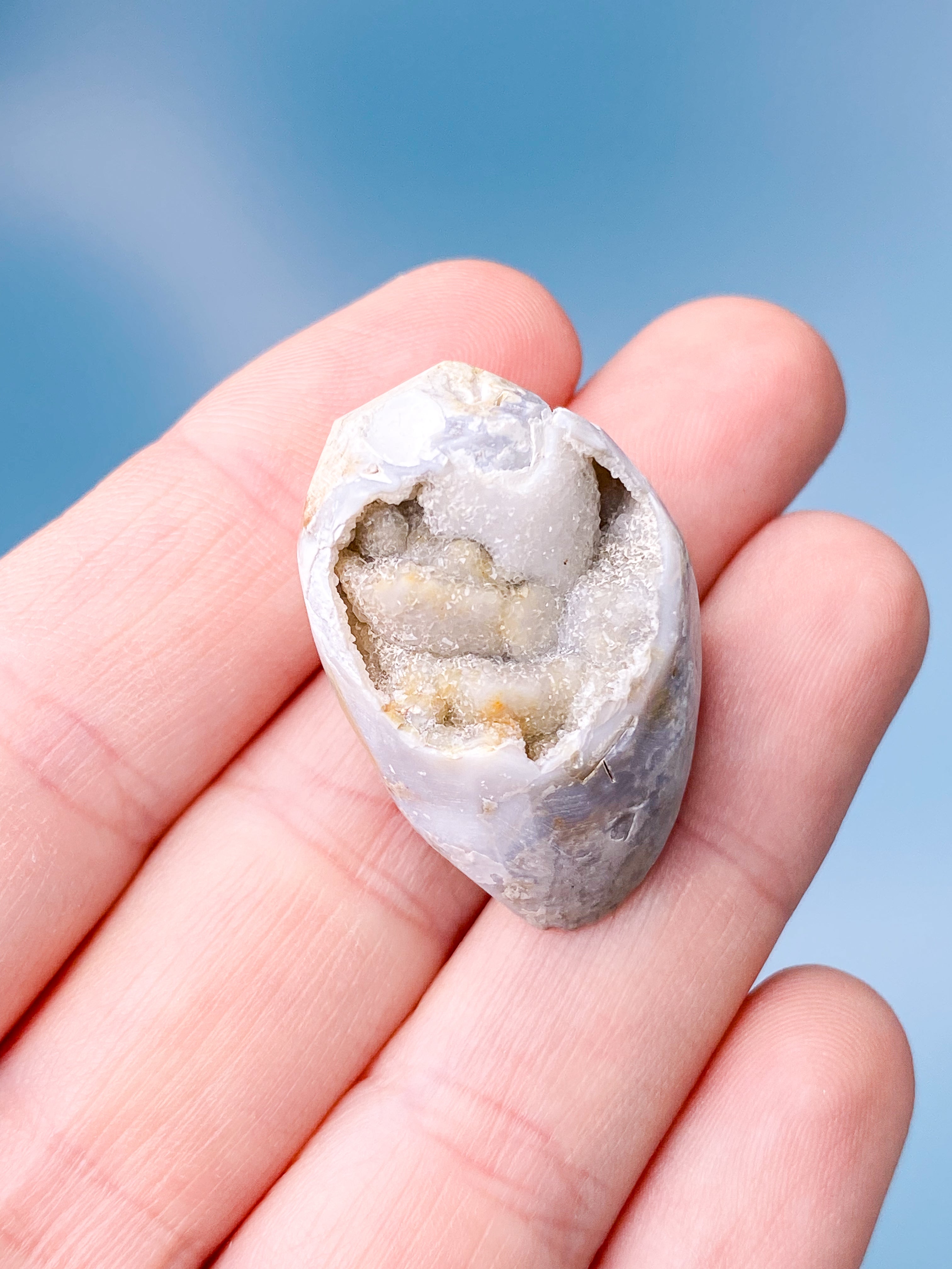 Druzy Konkylie Fossil (Nr. 2)