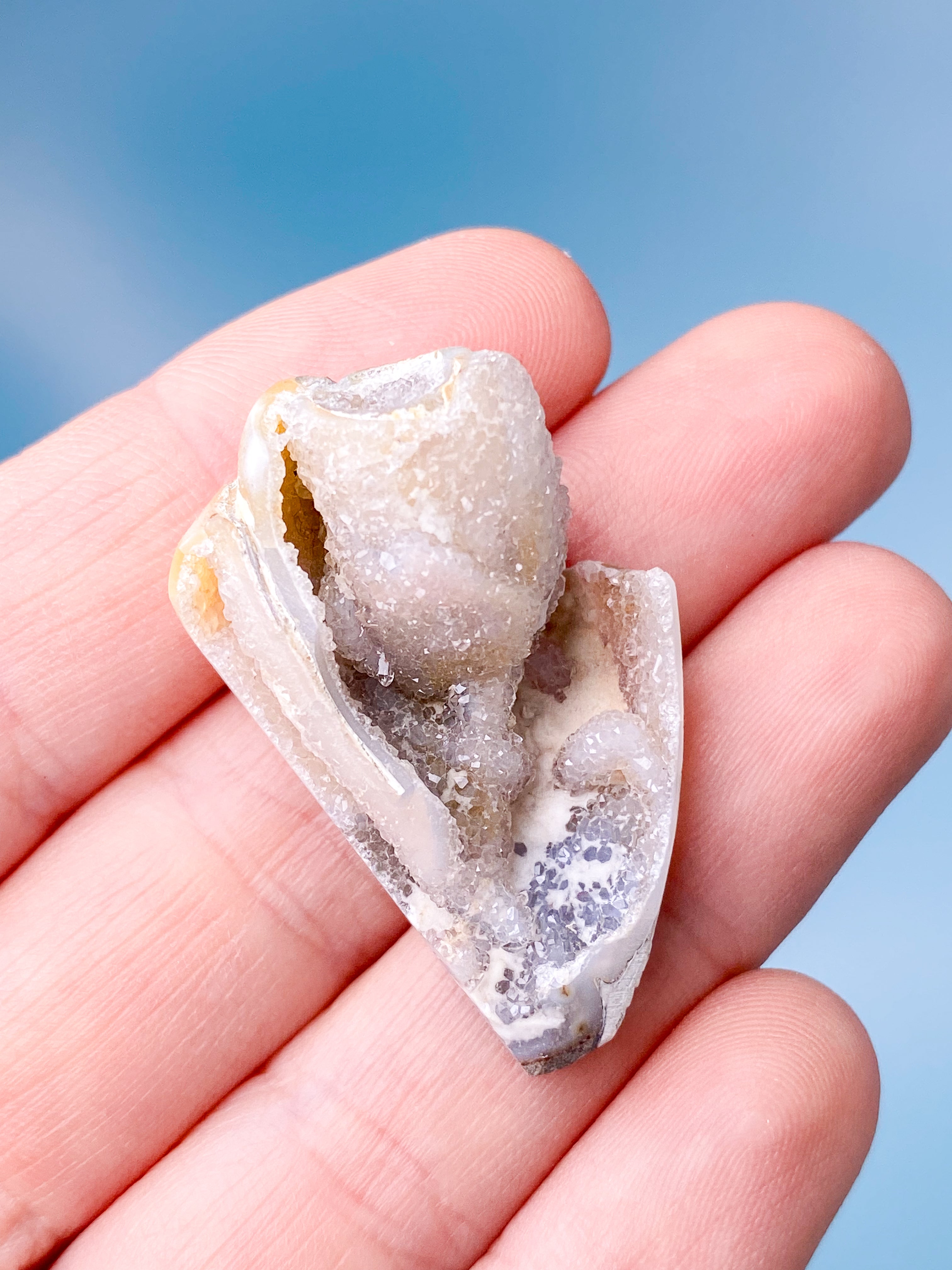 Druzy Konkylie Fossil (Nr. 4)
