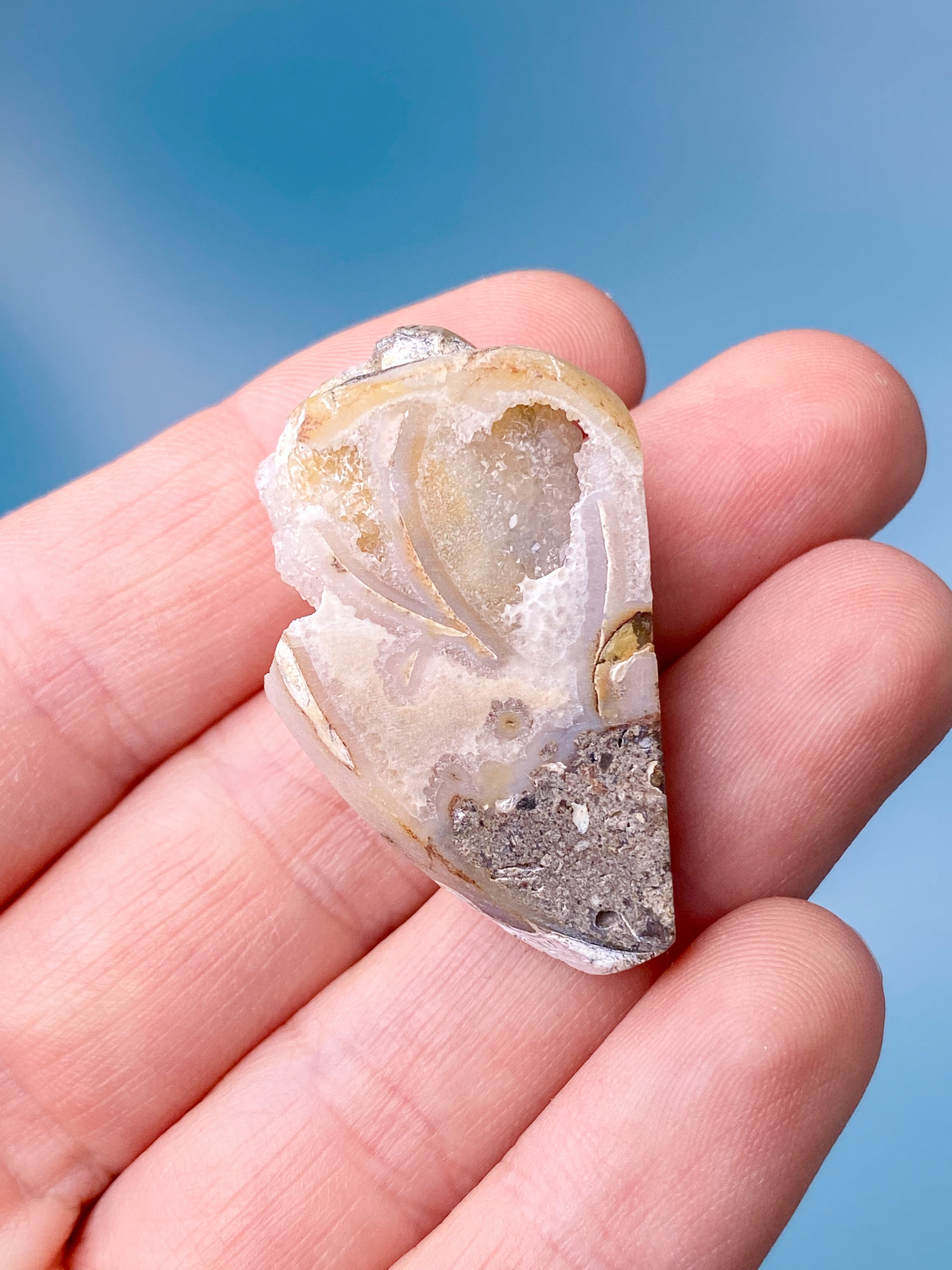 Druzy Konkylie Fossil (Nr. 4)