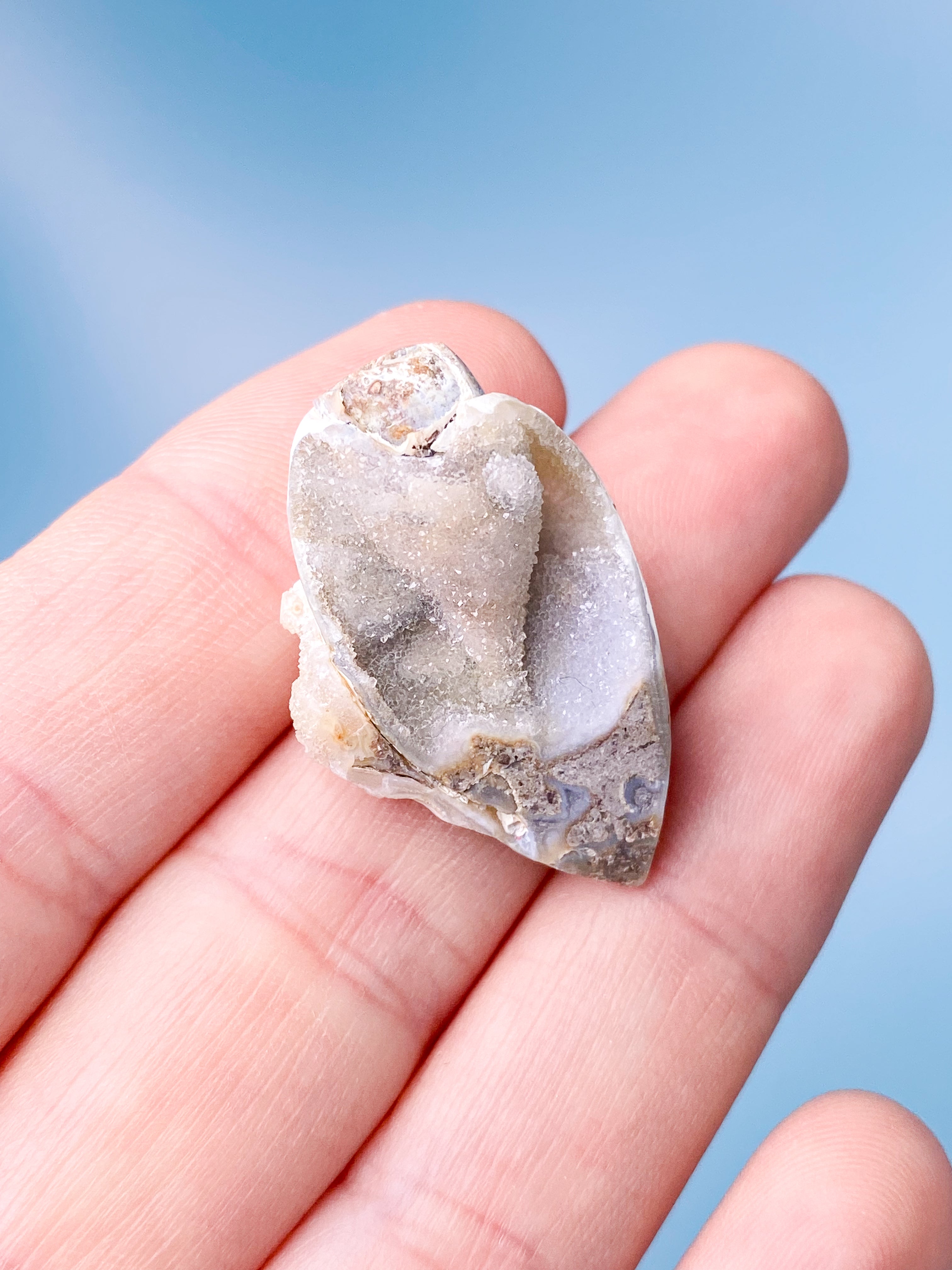 Druzy Konkylie Fossil (Nr. 8)