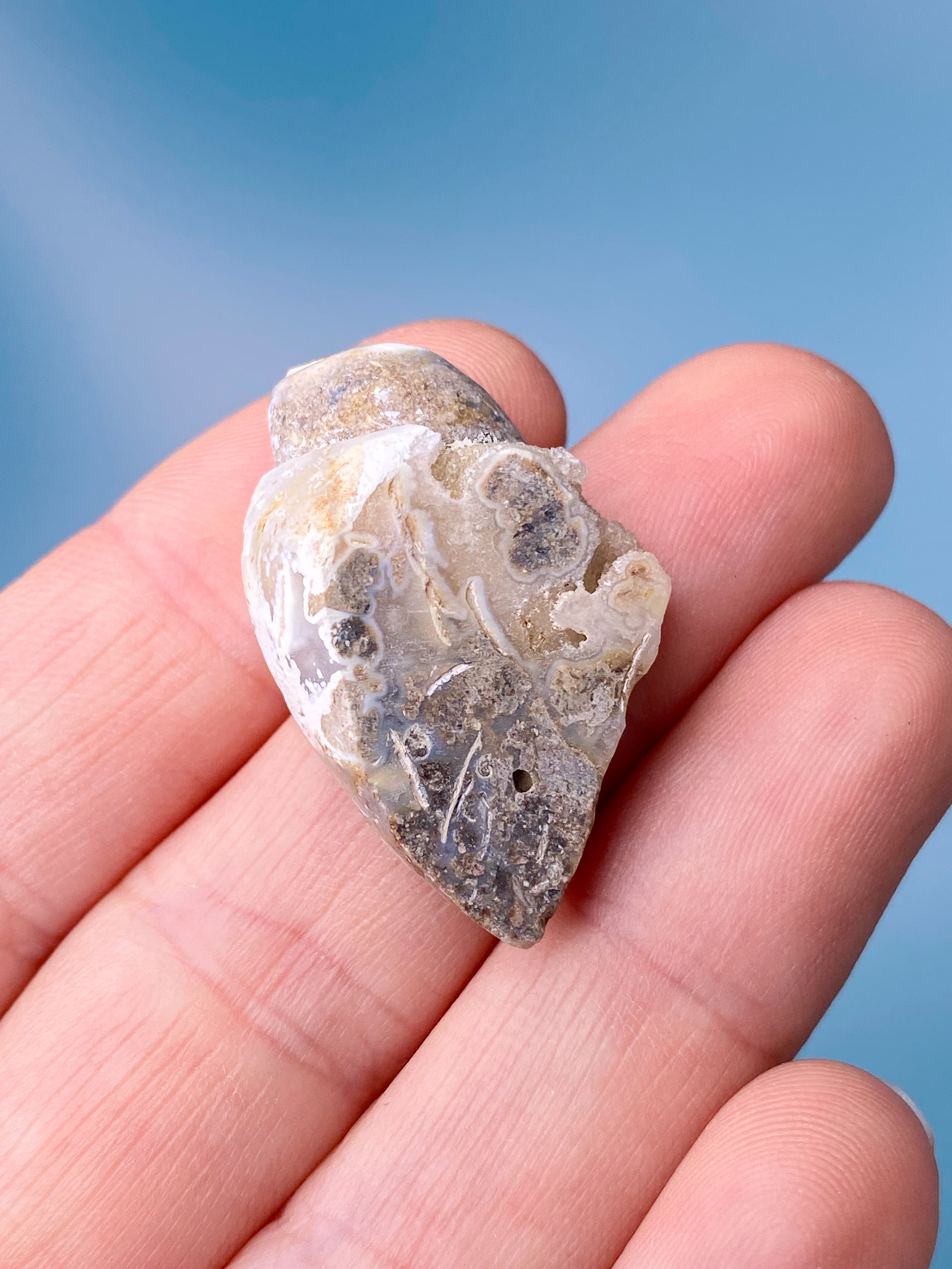 Druzy Konkylie Fossil (Nr. 8)
