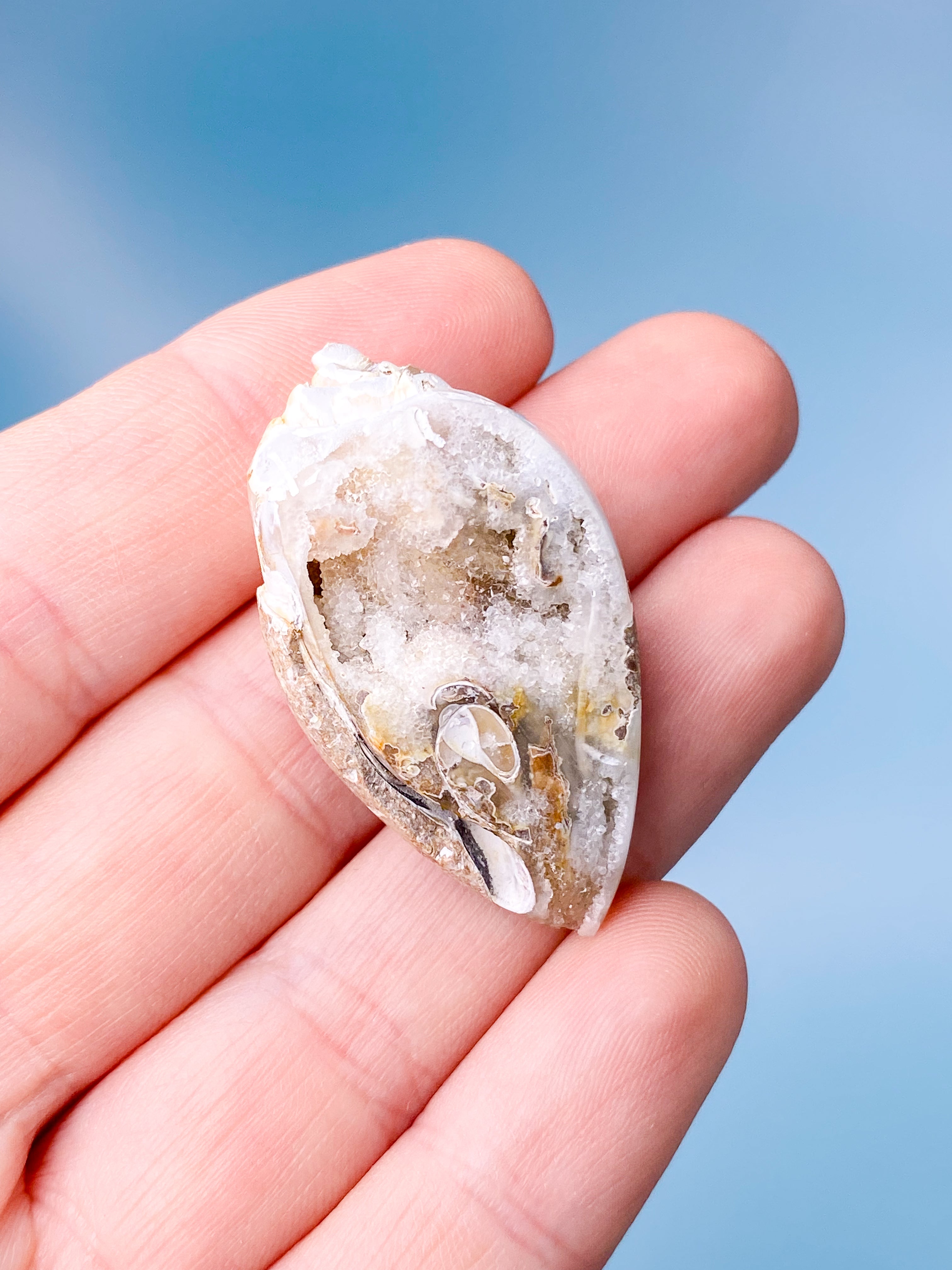 Druzy Konkylie Fossil (Nr. 9)