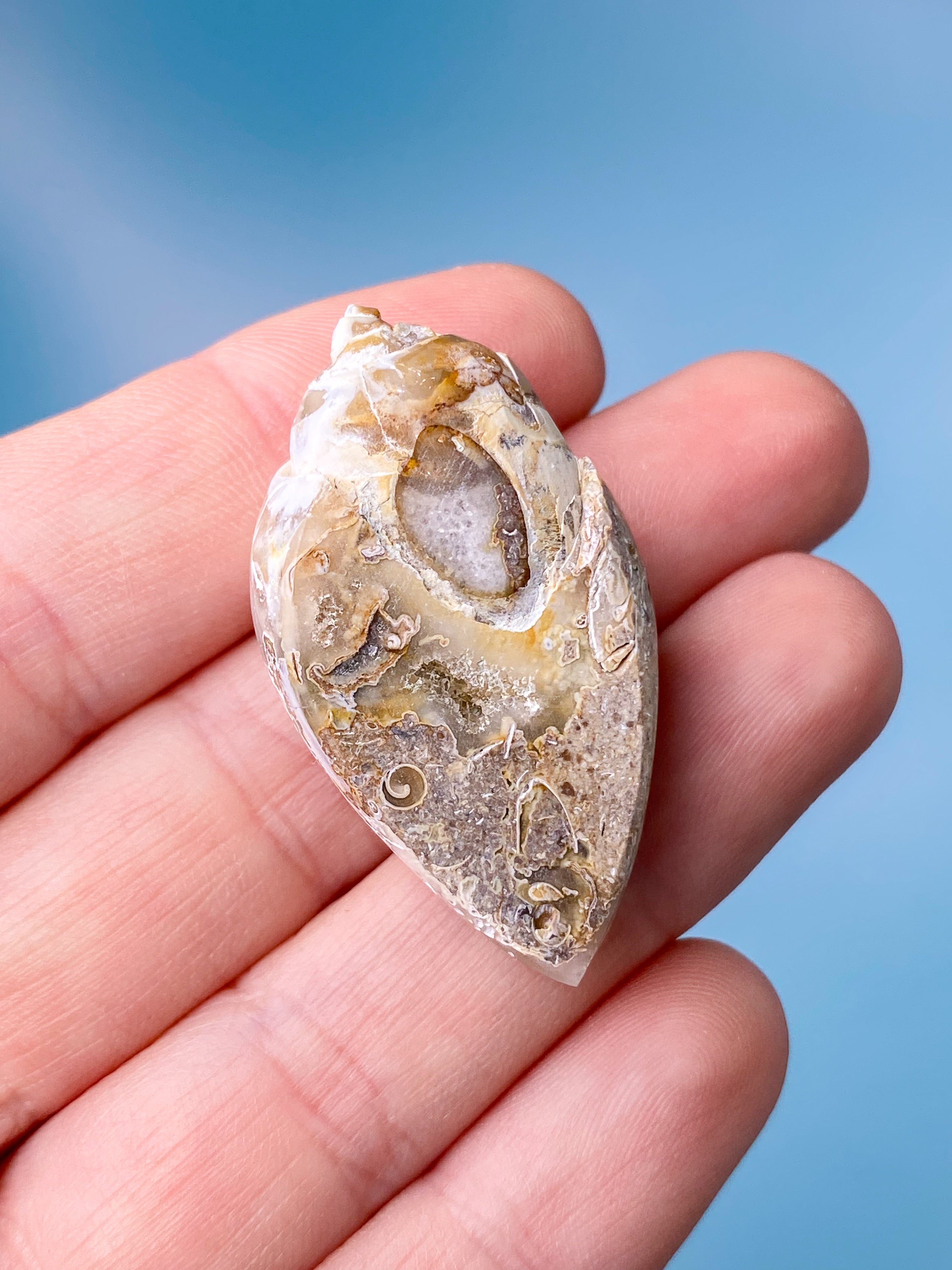Druzy Konkylie Fossil (Nr. 9)