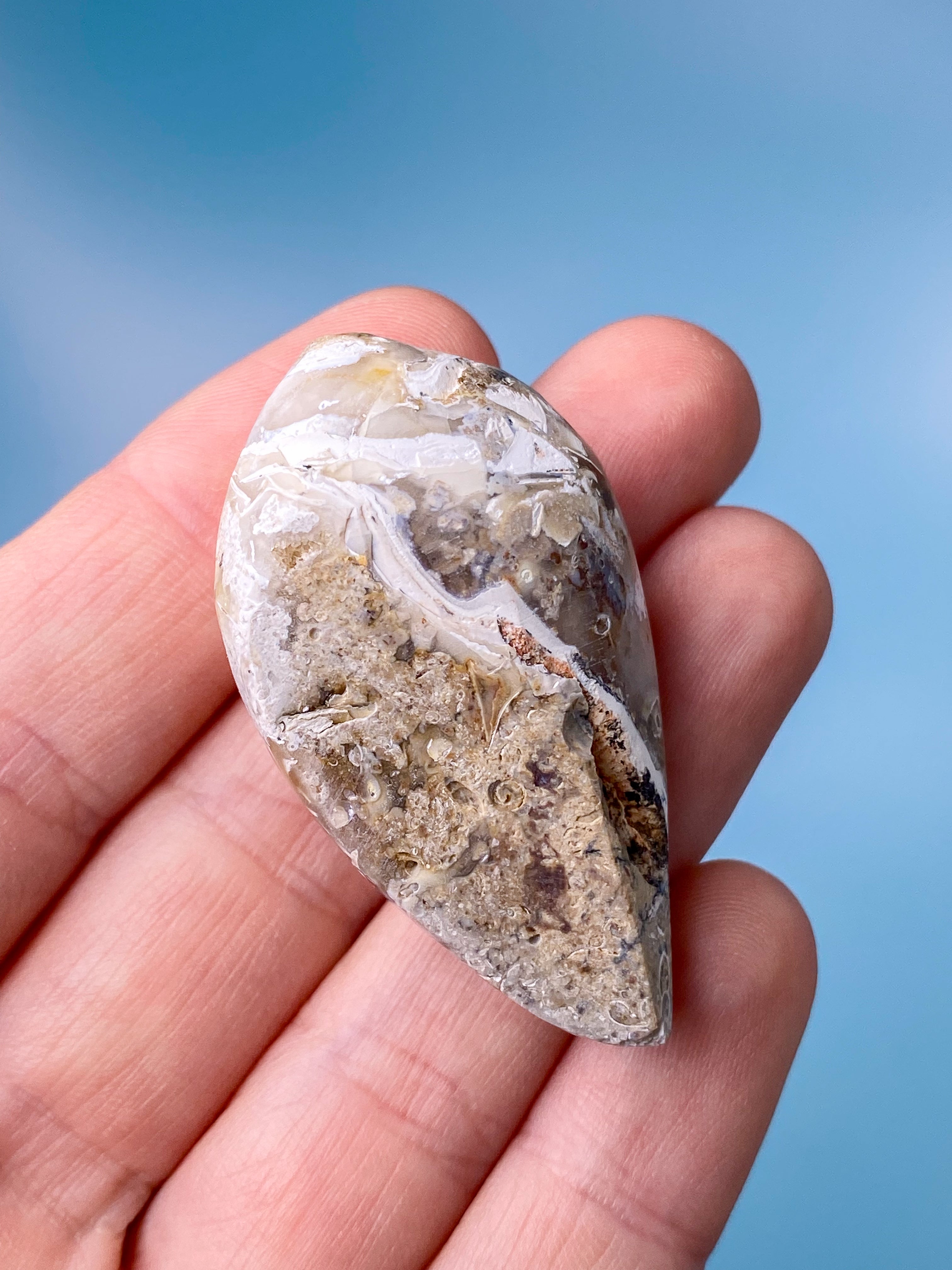 Druzy Konkylie Fossil (Nr. 17)