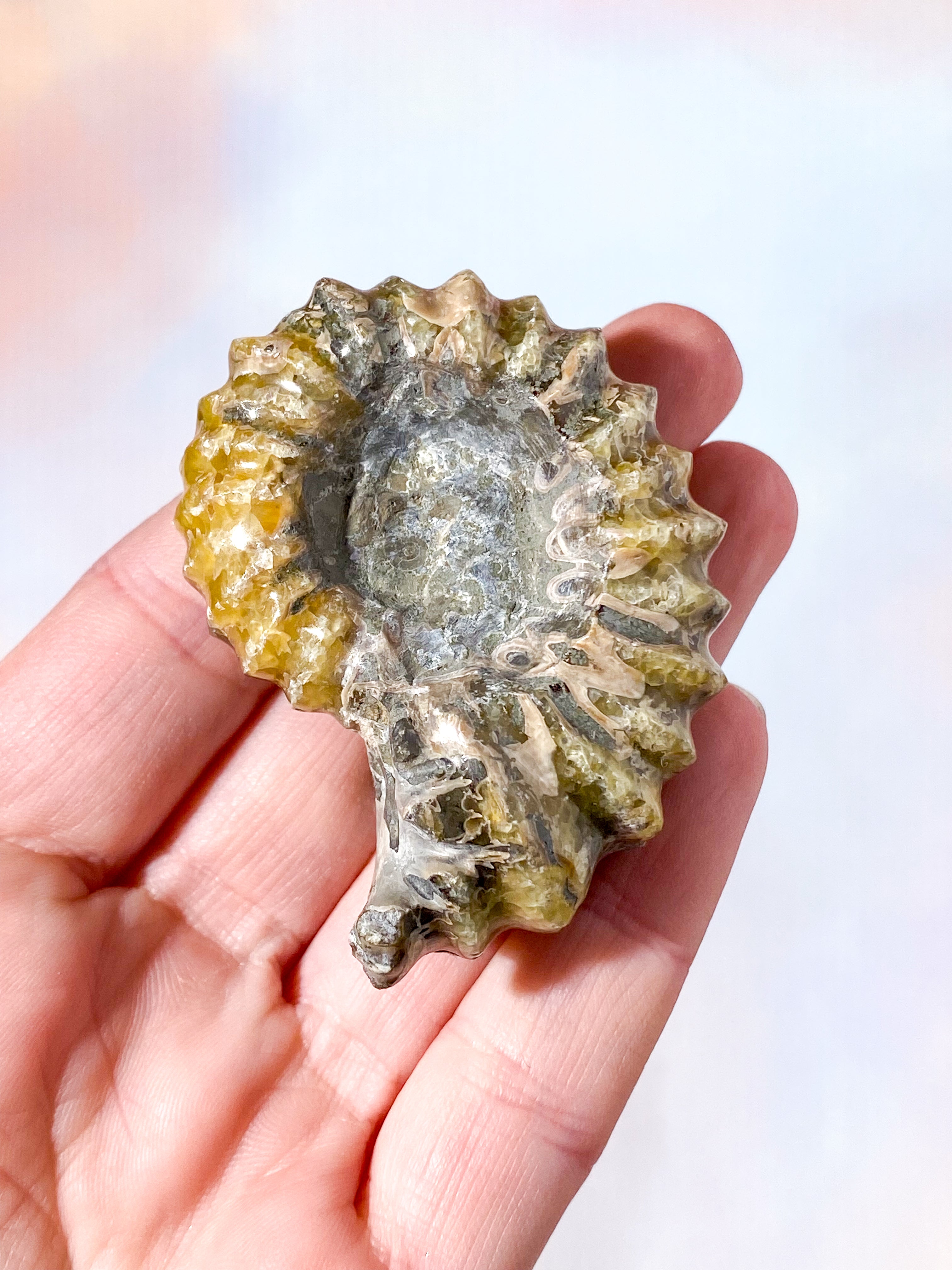 Douvilleiceras Ammonitfossil (Nr. 10)