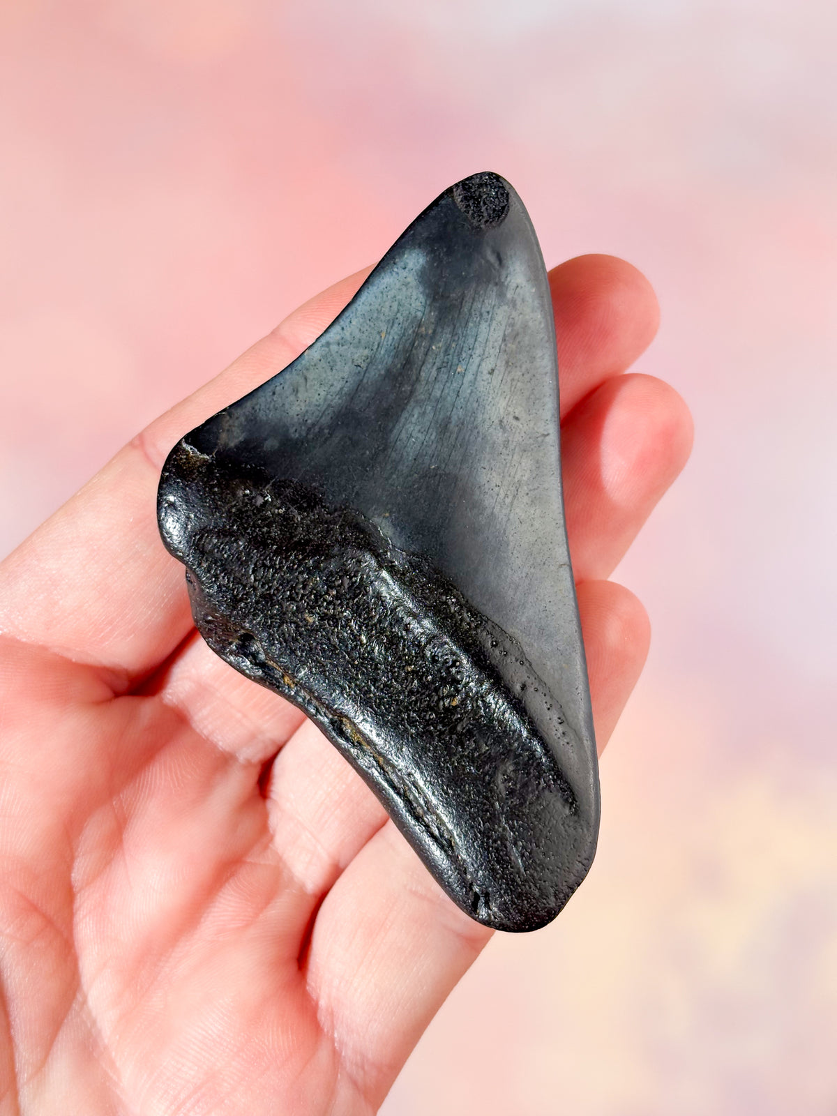 Megalodon Tand Fossil (Nr. 1)