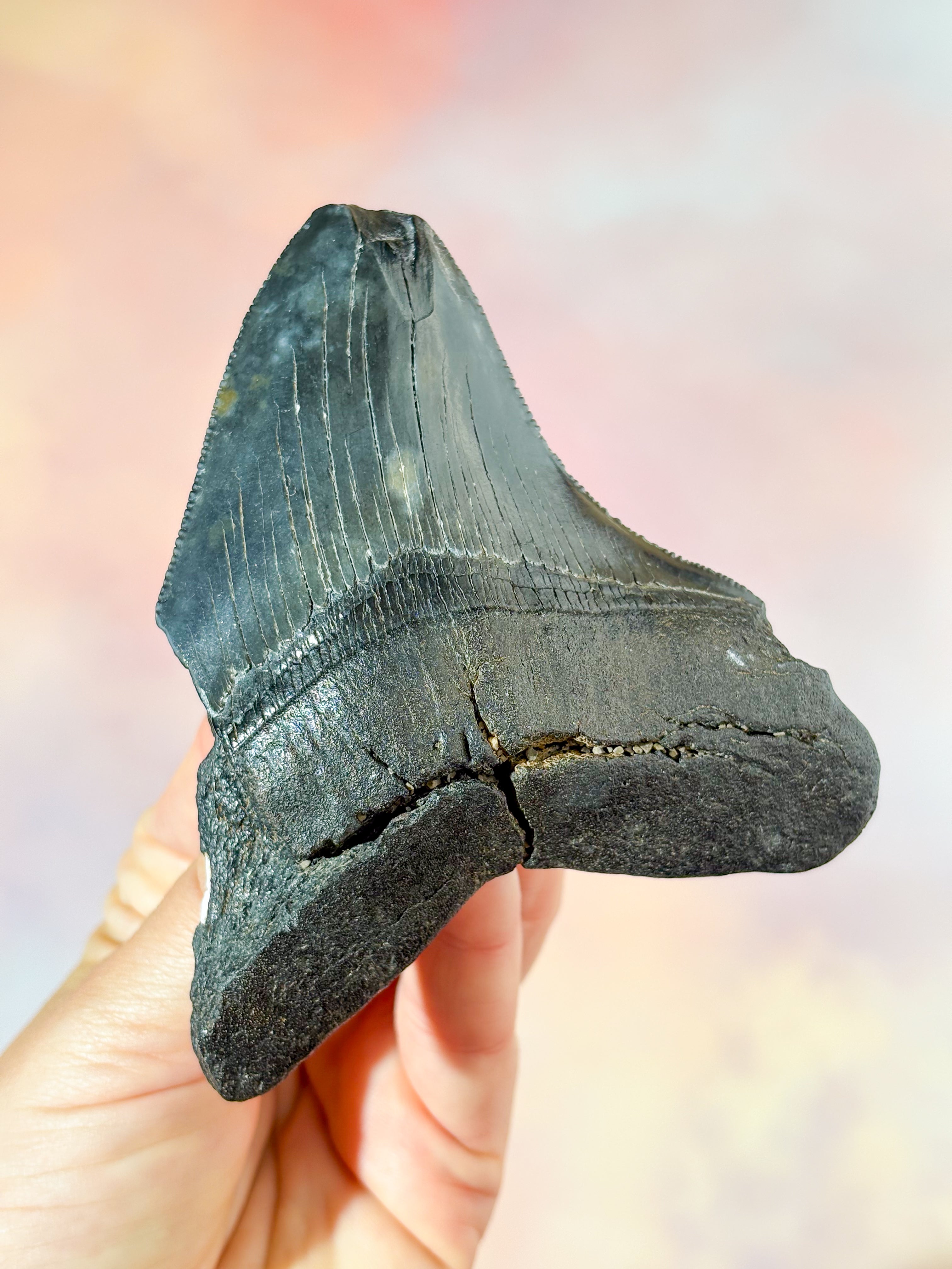 Megalodon Tand Fossil (Nr. 3)