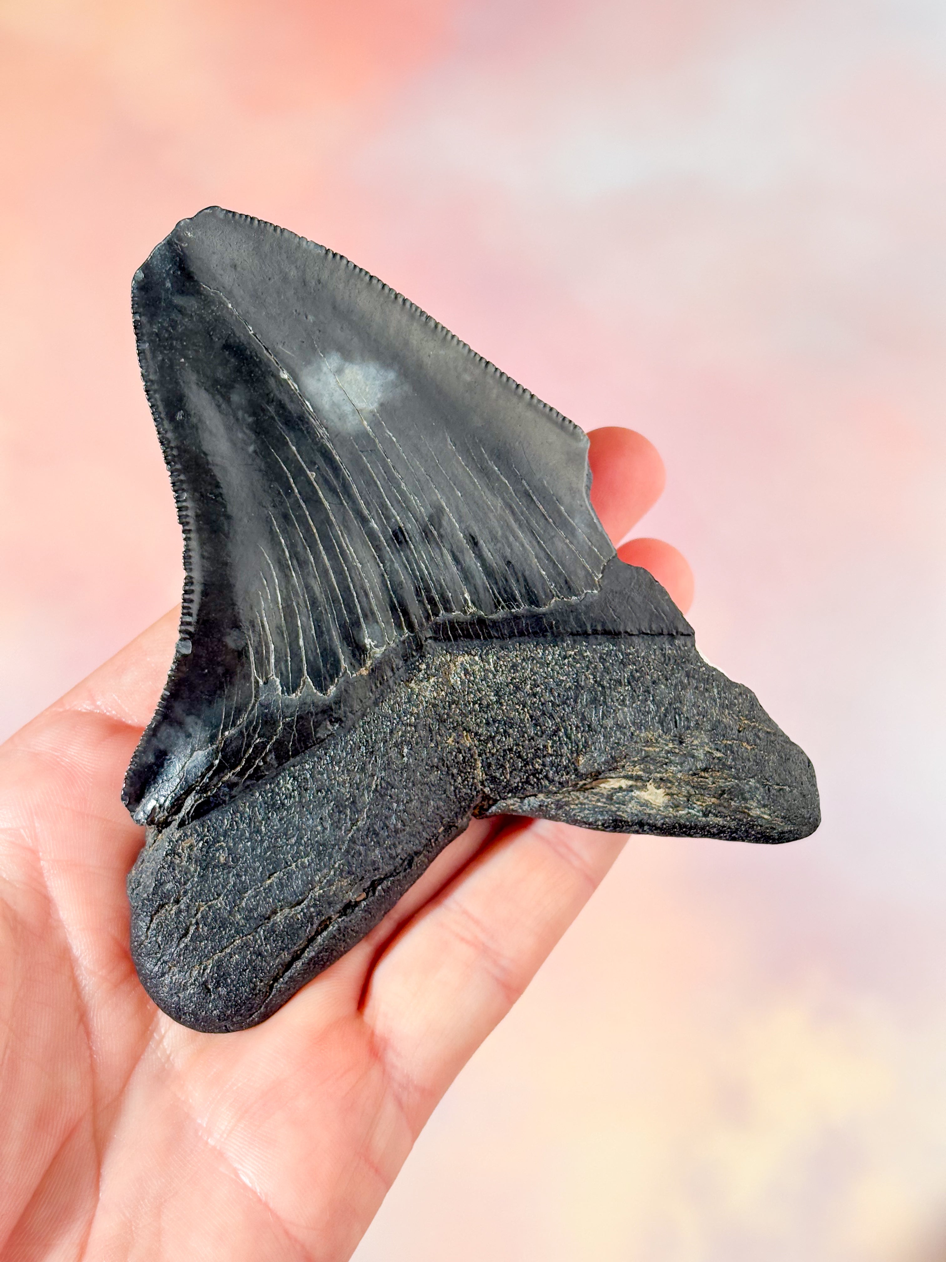Megalodon Tand Fossil (Nr. 3)