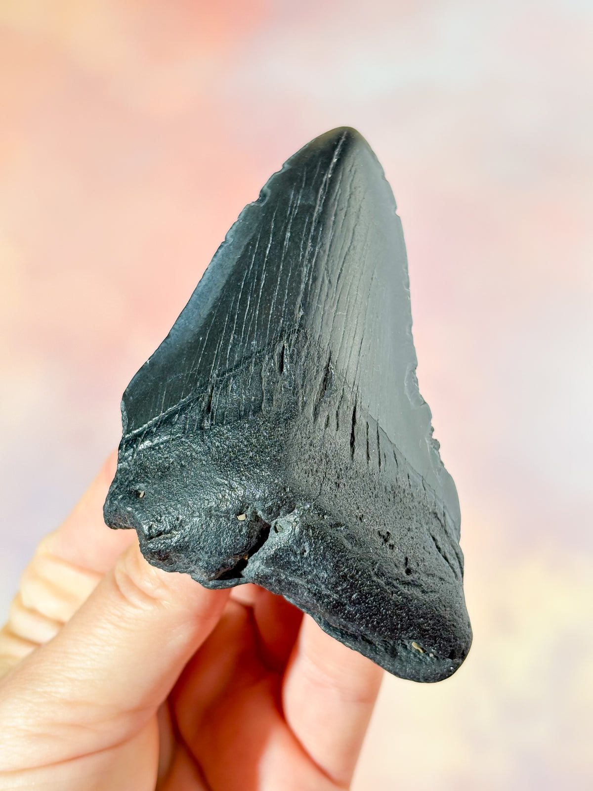 Megalodon Tand Fossil (Nr. 6)