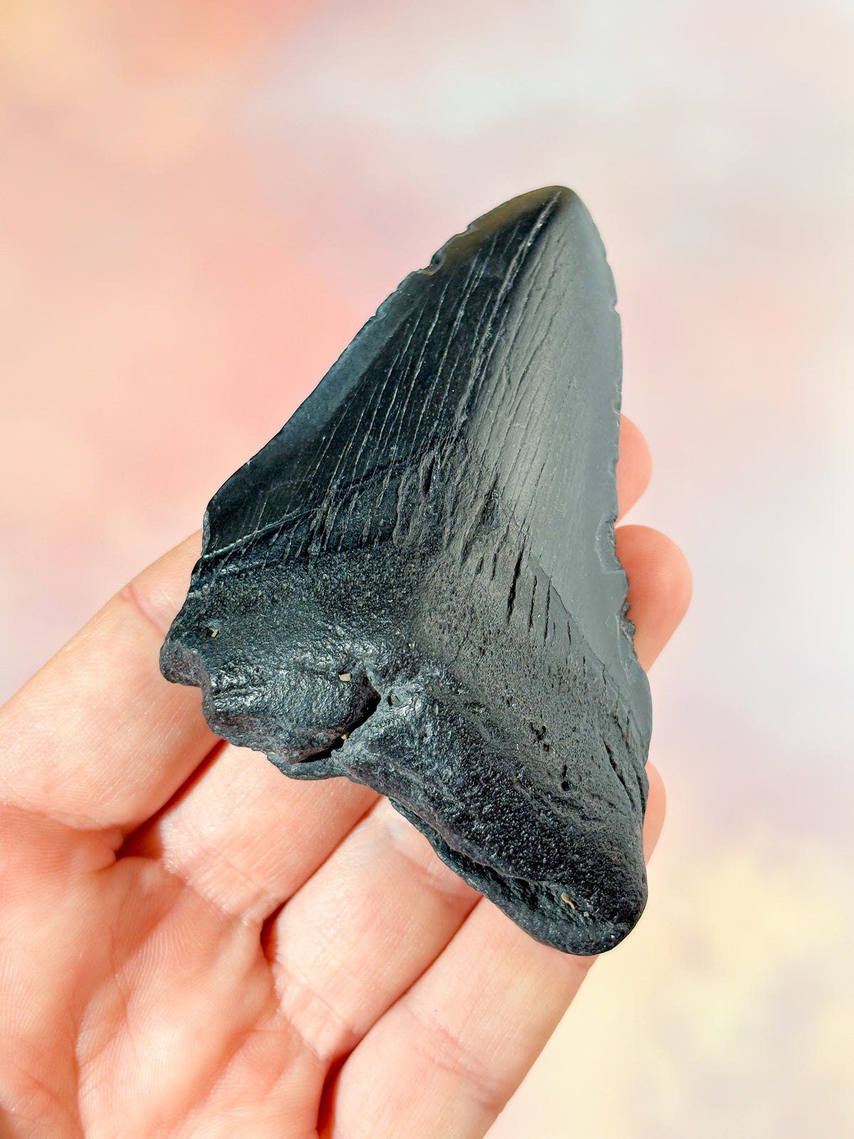 Megalodon Tand Fossil (Nr. 6)
