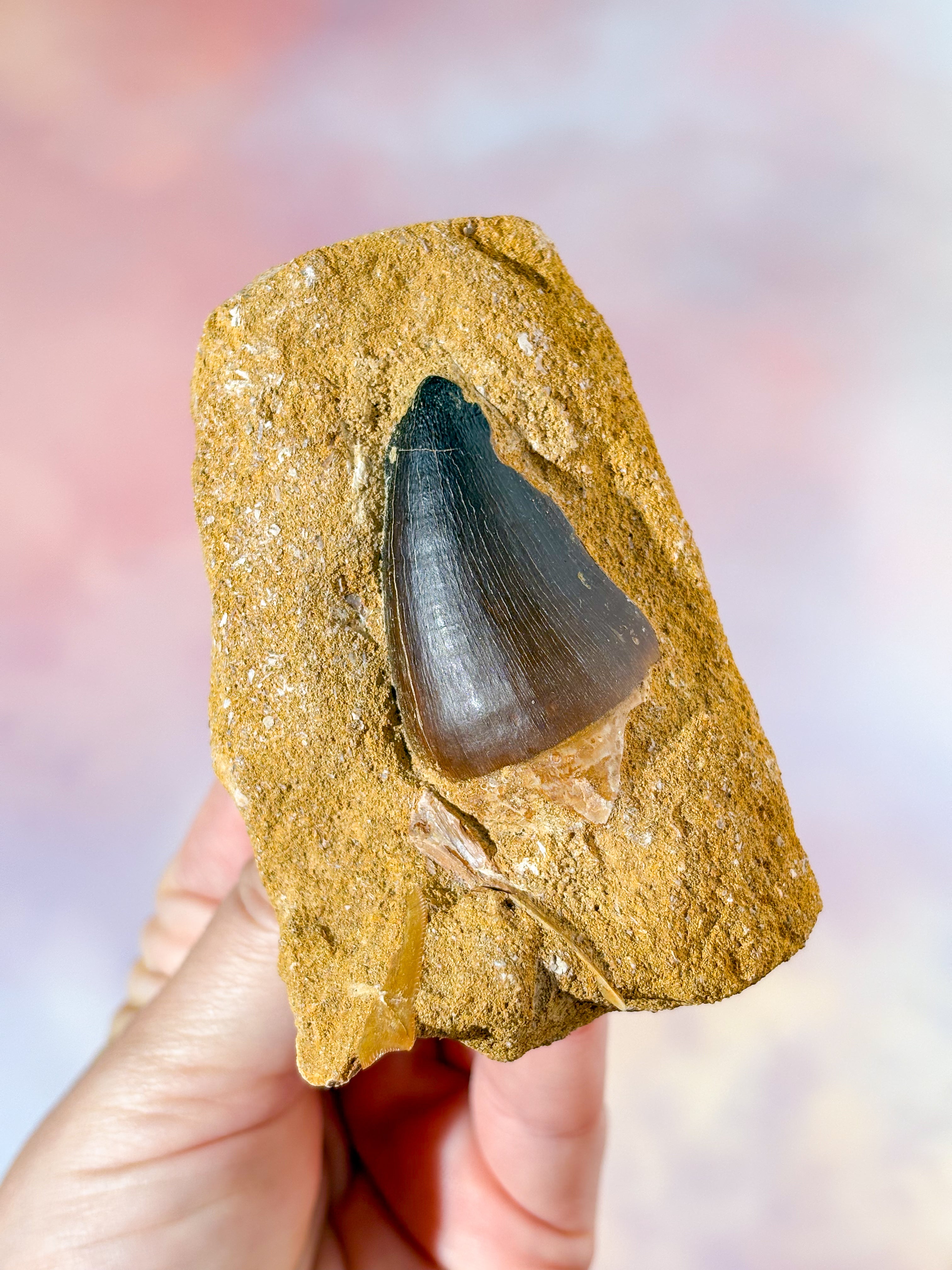 Mosasaurus Tand I Sten - Fossil (Nr. 1)