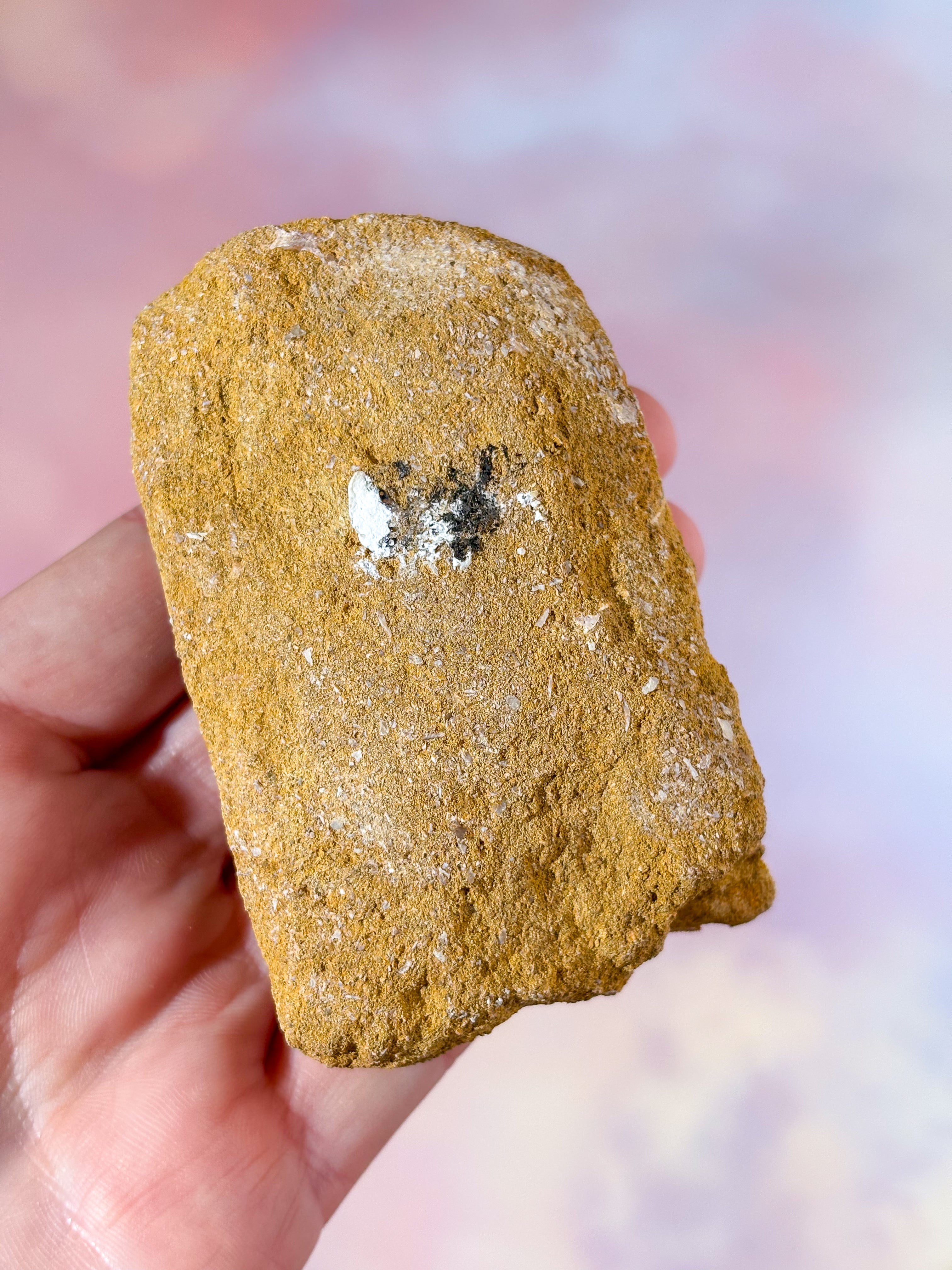 Mosasaurus Tand I Sten - Fossil (Nr. 1)