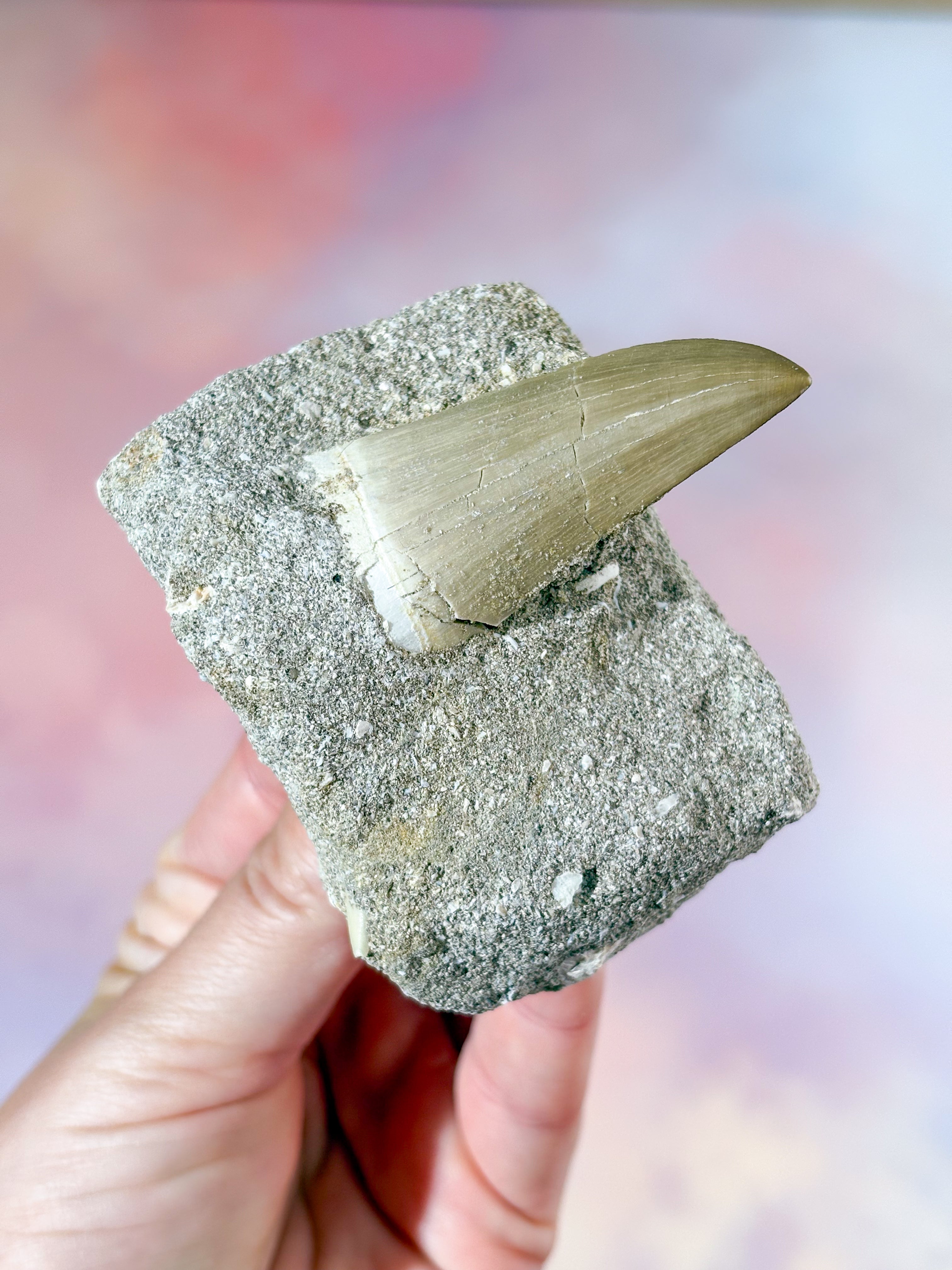 Mosasaurus Tand I Sten - Fossil (Nr. 3)