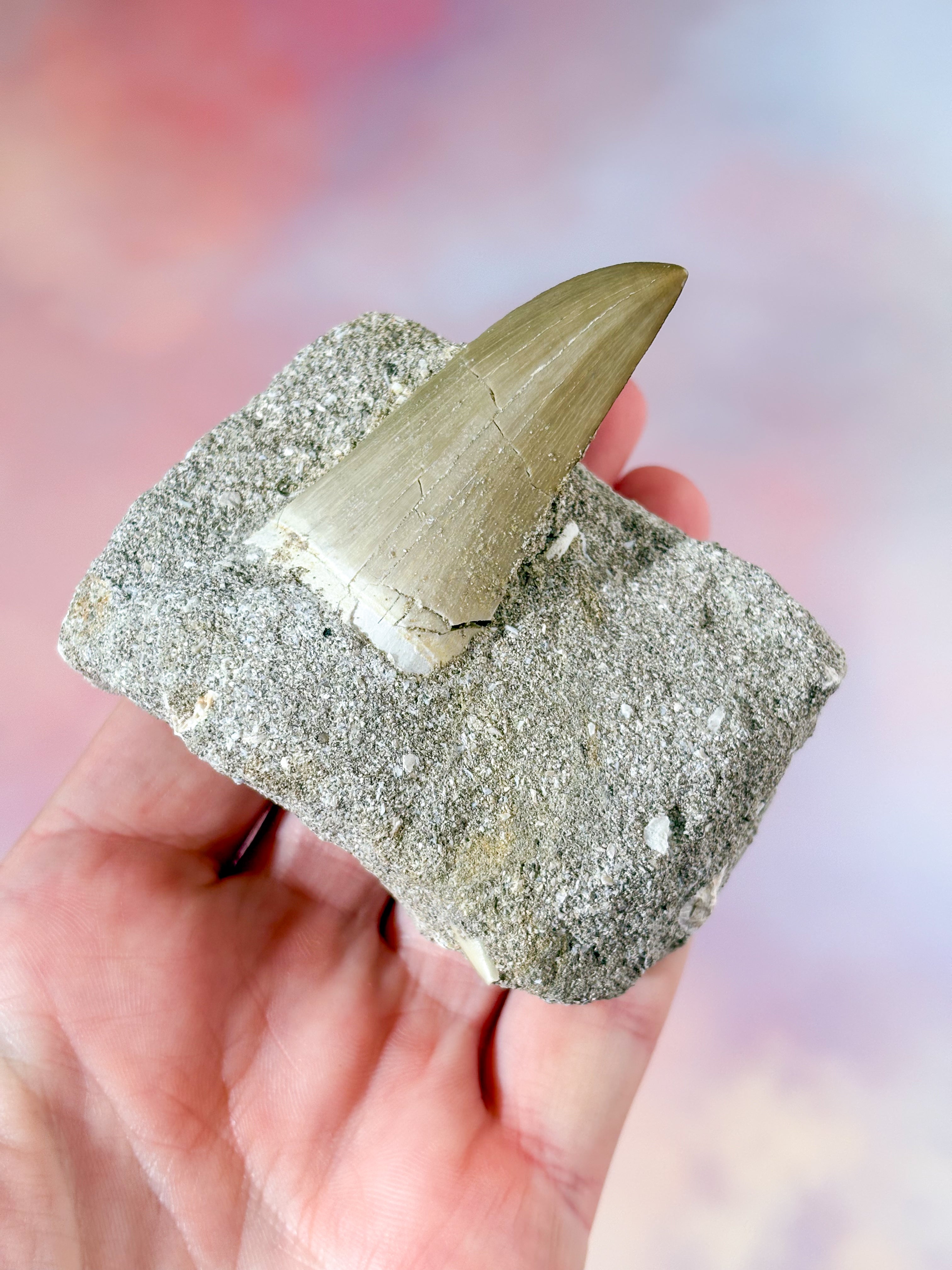 Mosasaurus Tand I Sten - Fossil (Nr. 3)