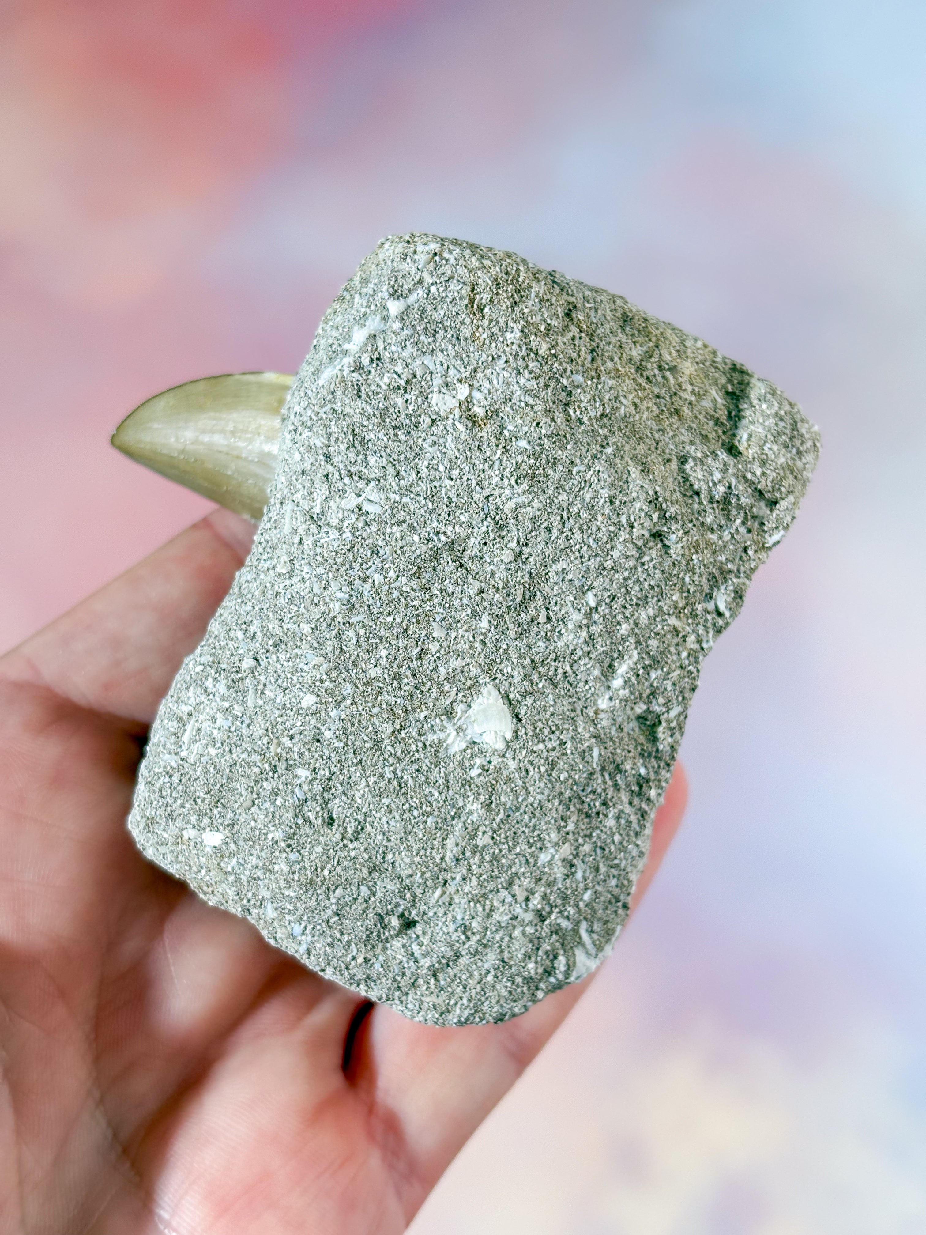 Mosasaurus Tand I Sten - Fossil (Nr. 3)