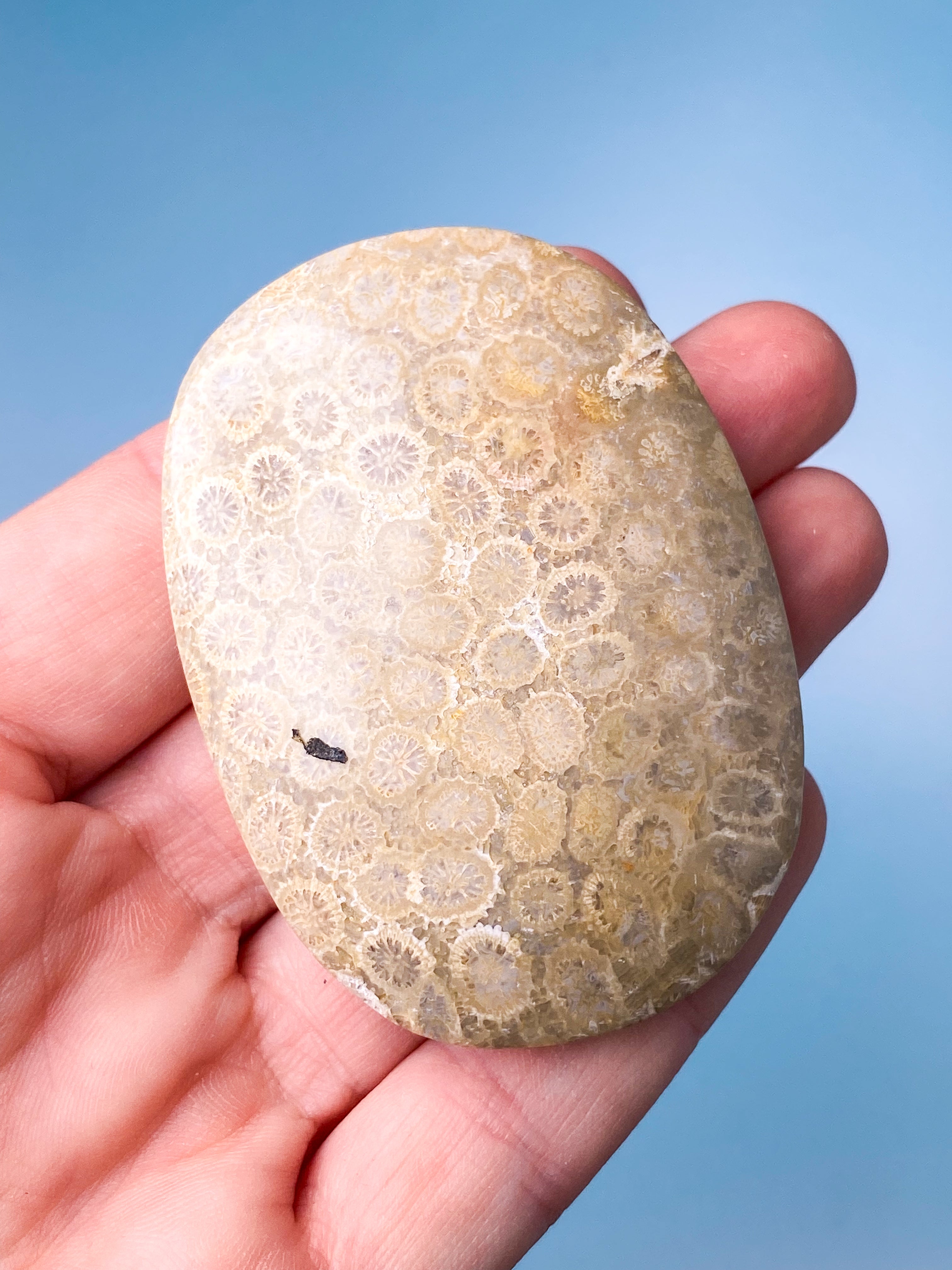 Koralrods Fossil Palmstone (Nr. 4)