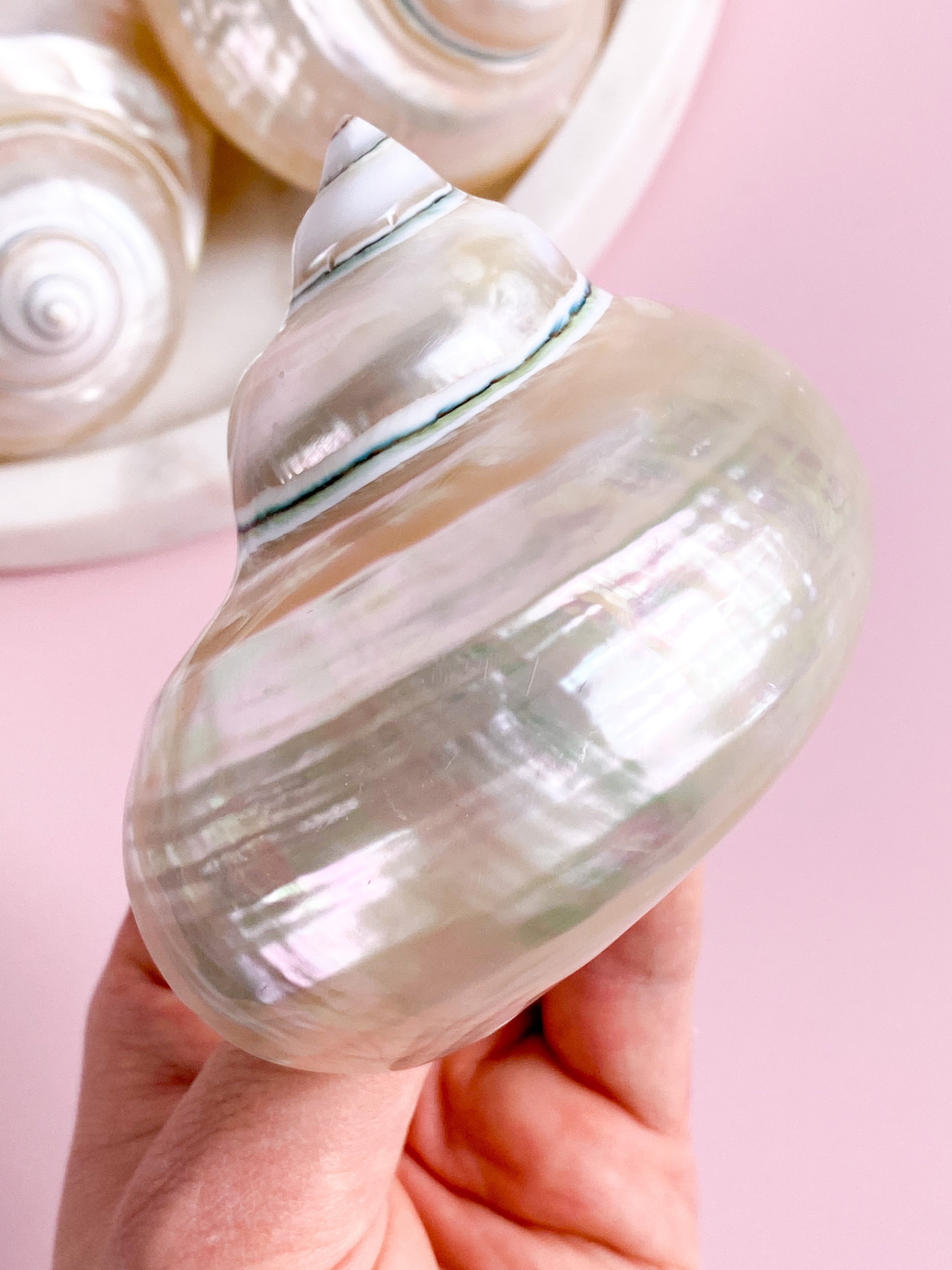 Turbo Imperialis - Från södra Madagaskar