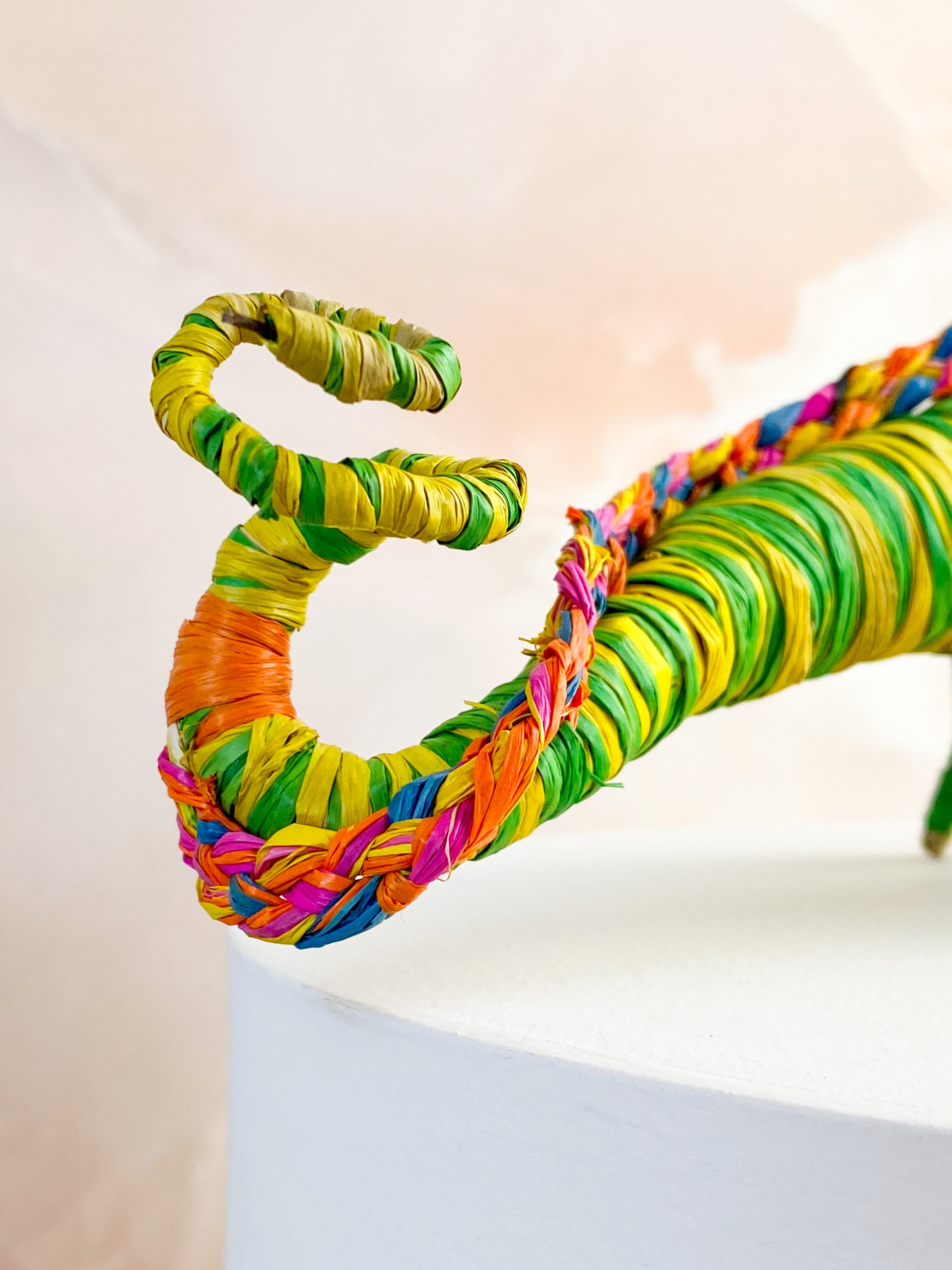 Hand -tråkig kameleon från Madagaskar