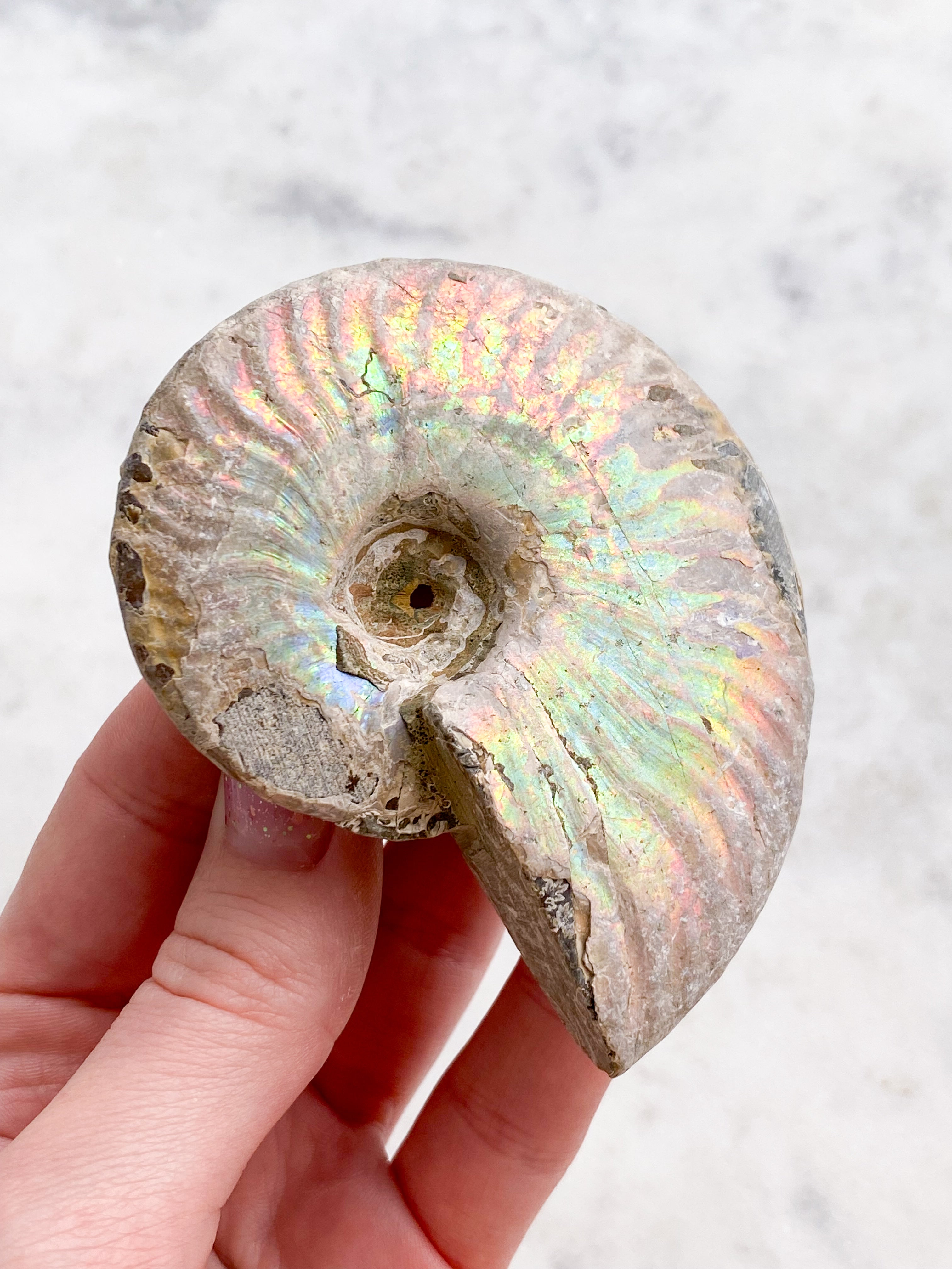 Regnbue Ammonit (Nr. 2)