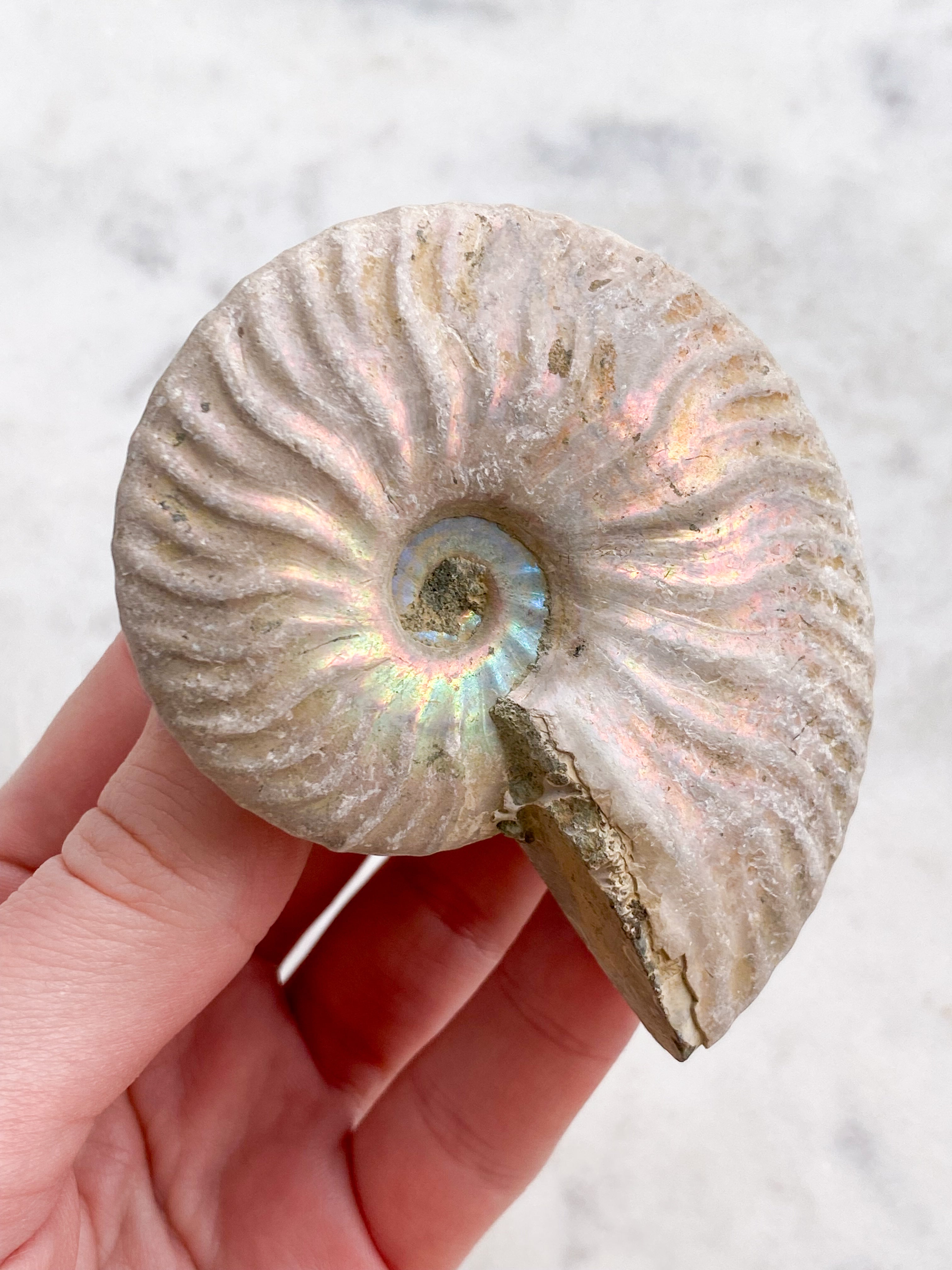 Regnbue Ammonit (Nr. 1)