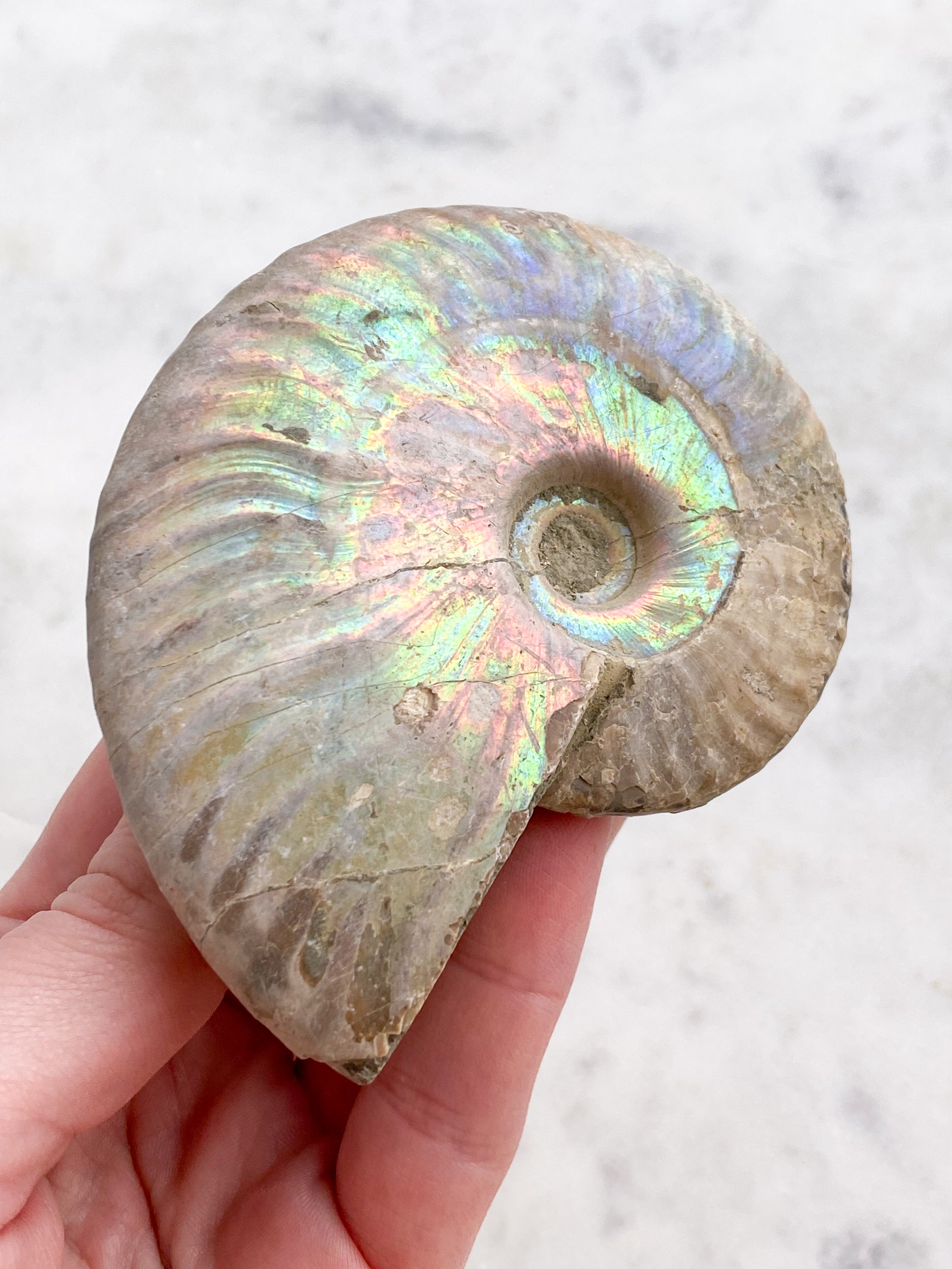 Regnbue Ammonit (Nr. 3)