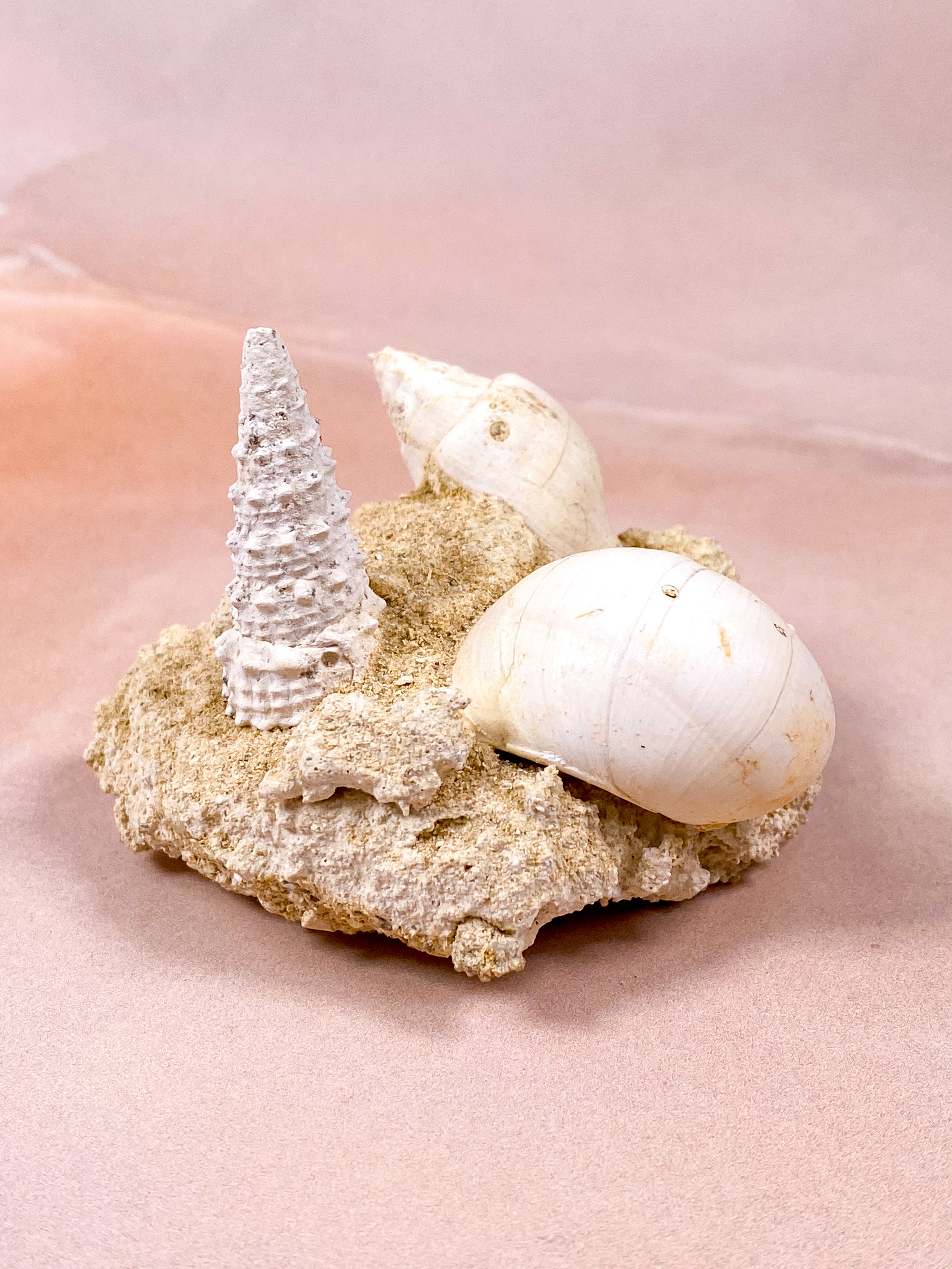 Fossil Fra Frankrig (Nr. 7)