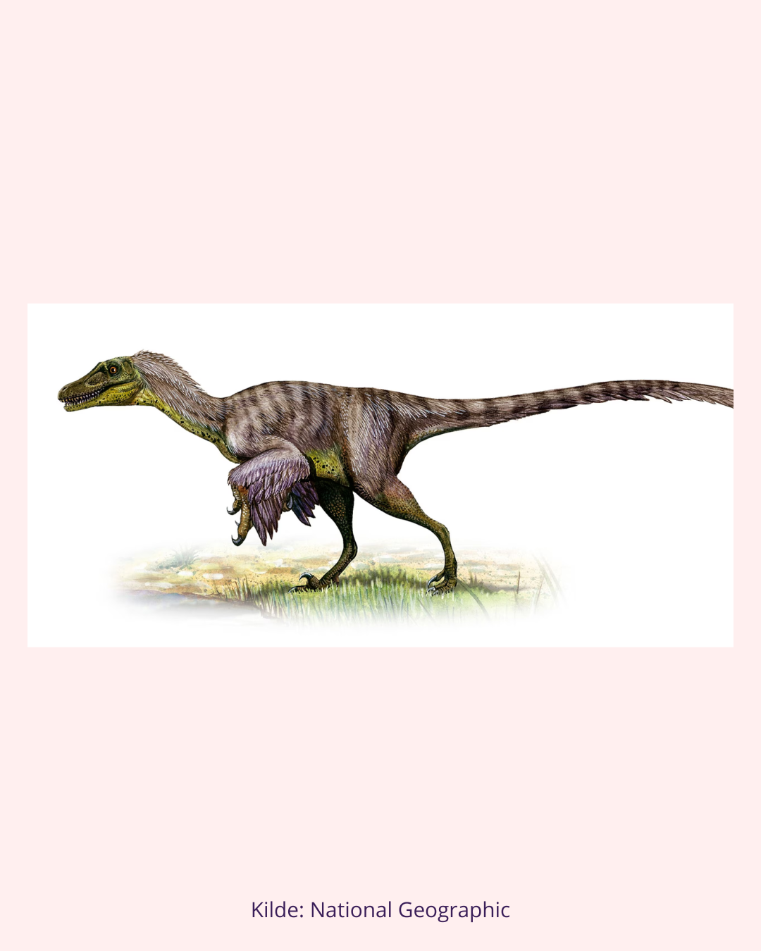Raptor Tand Fossil (Nr. 2)
