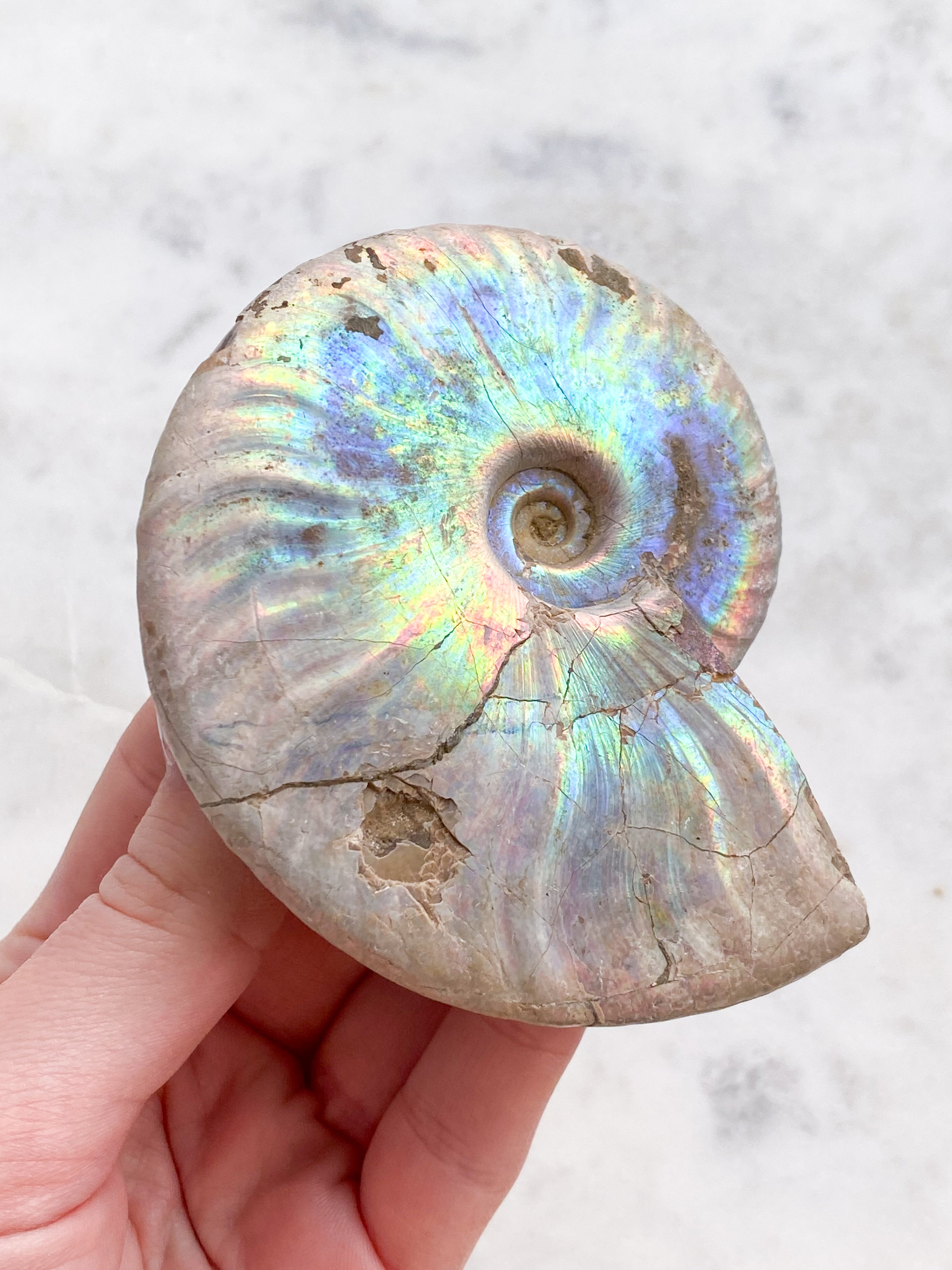 Regnbue Ammonit (Nr. 10)