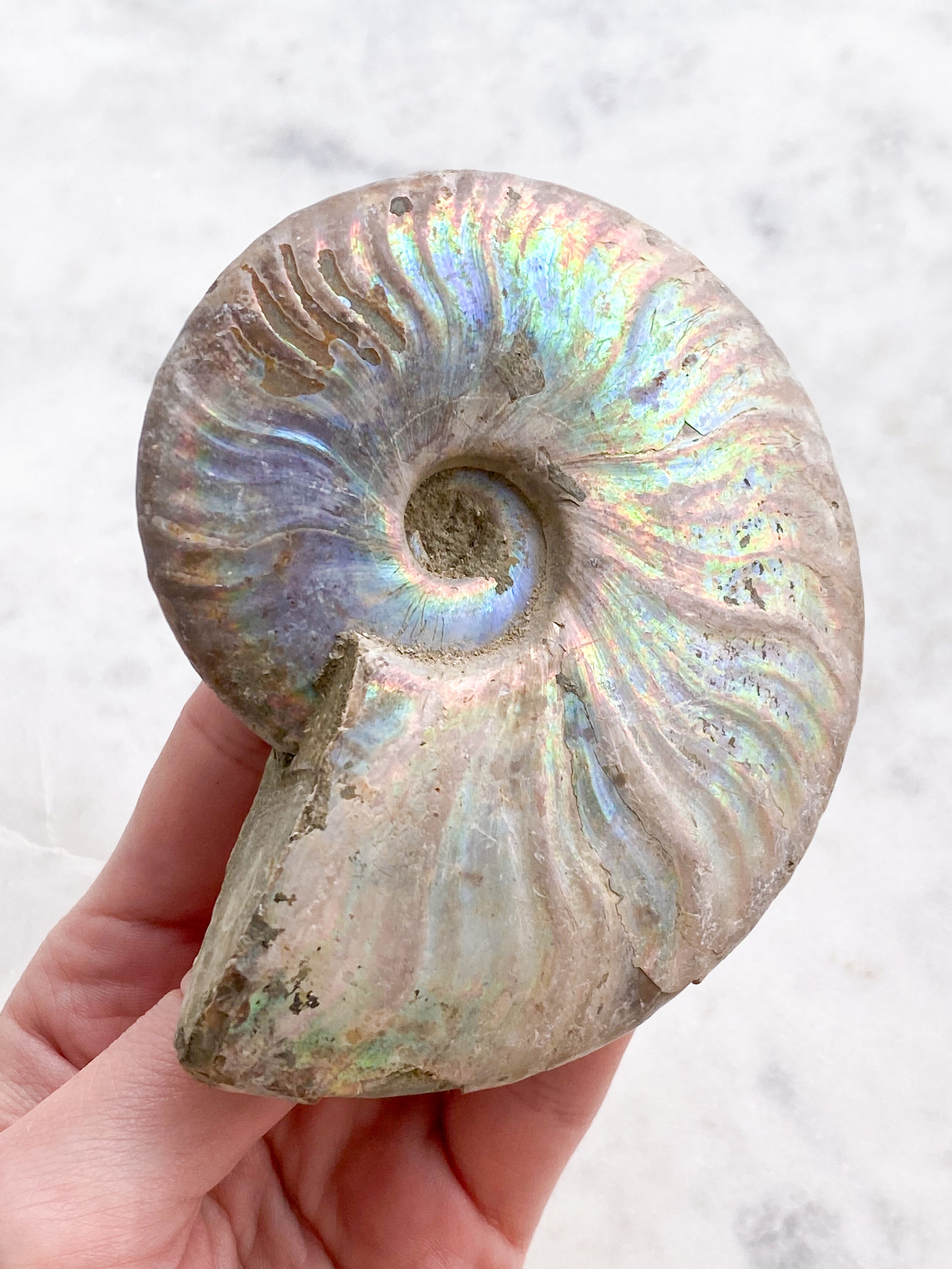 Regnbue Ammonit (Nr. 9)