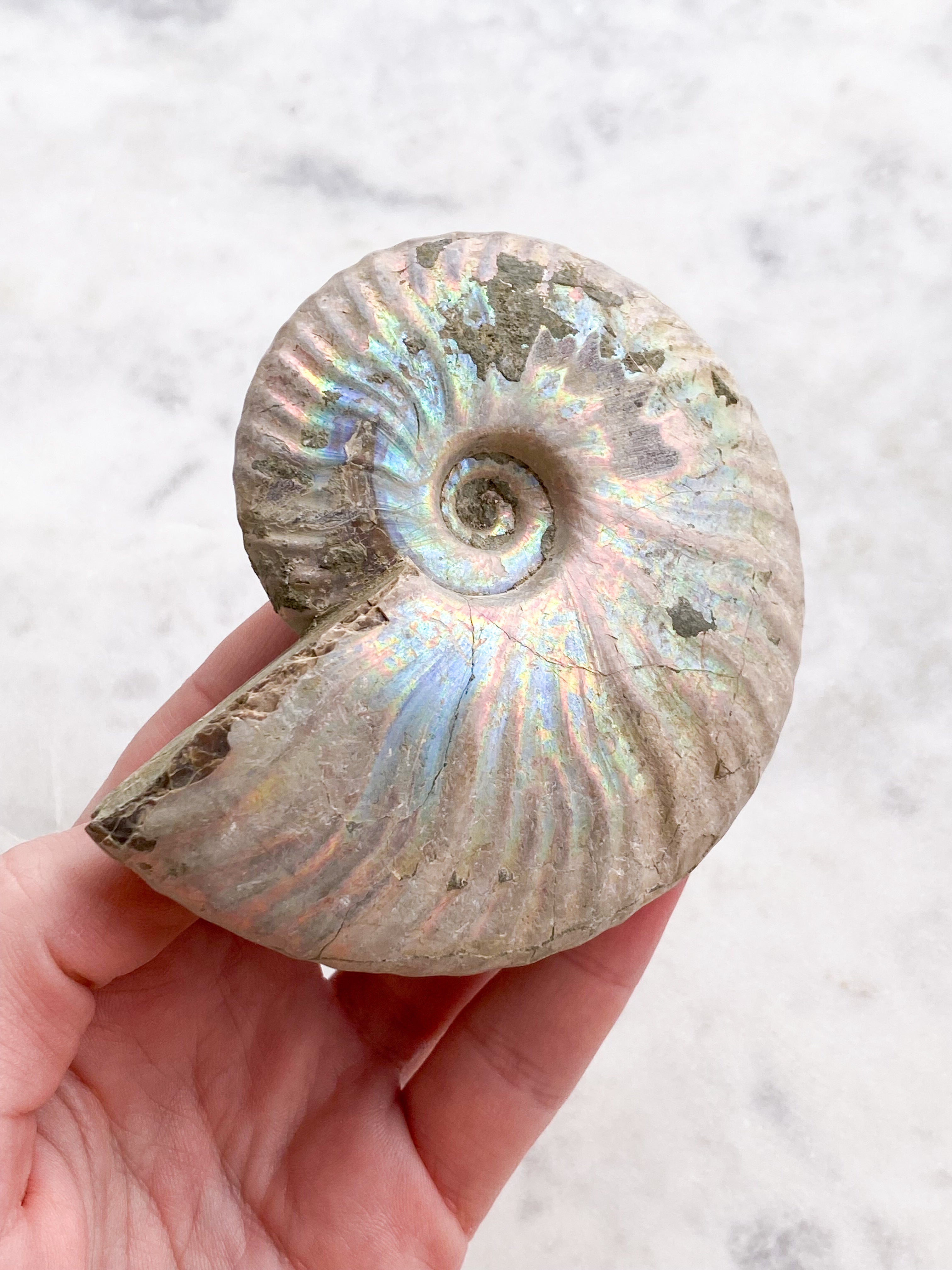 Regnbue Ammonit (Nr. 7)