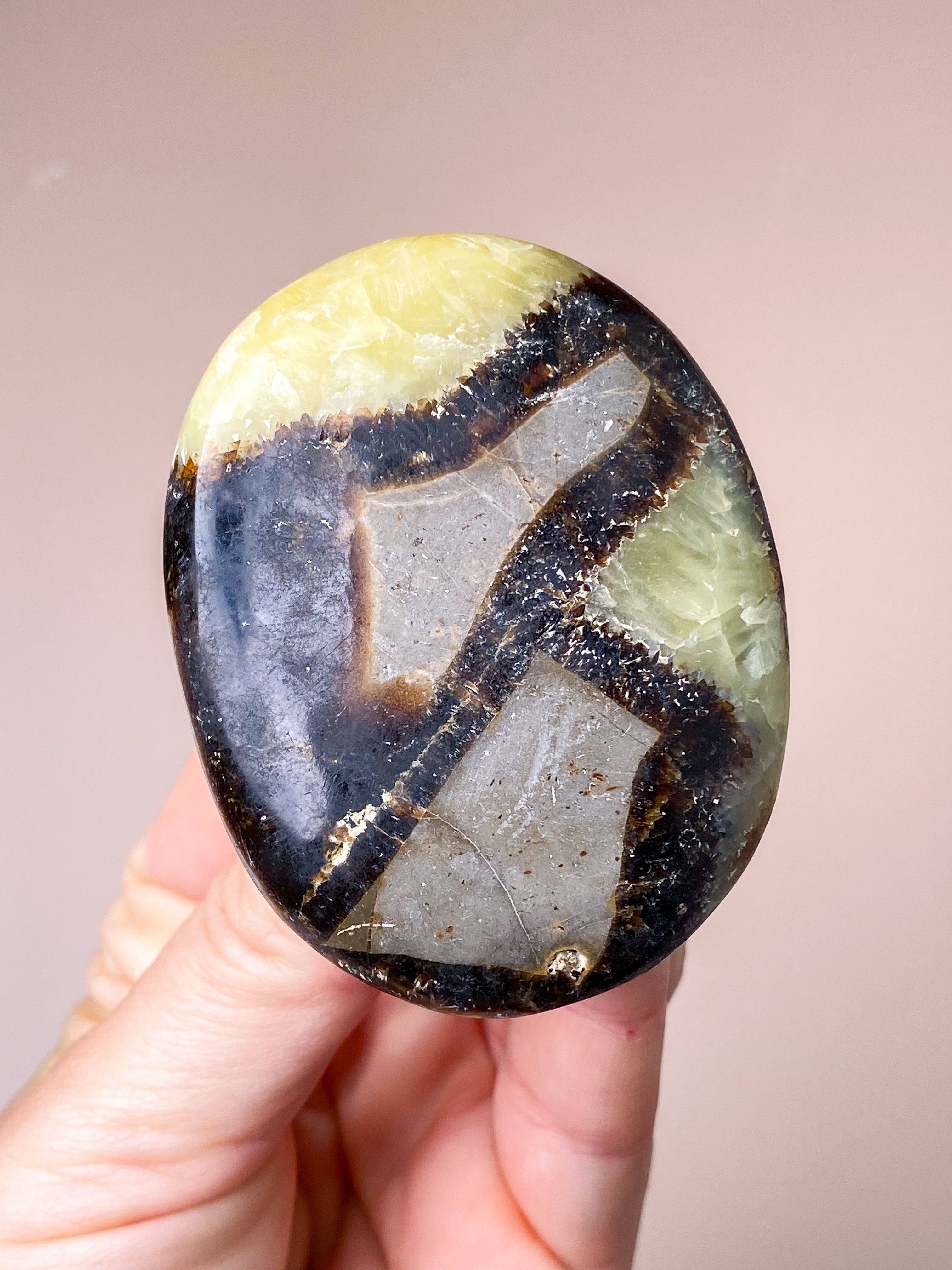 Septarie Palmstone (nr 7)