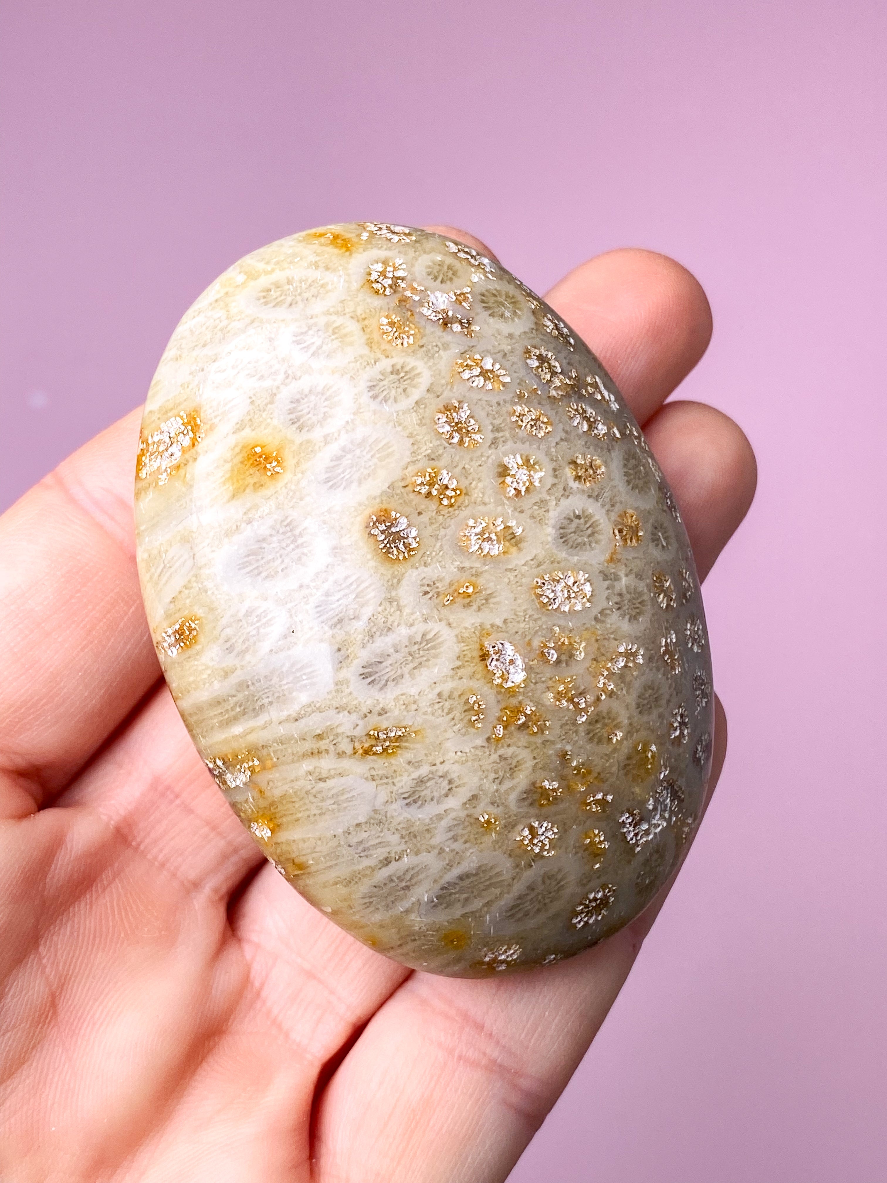 Korallrotfossil palmsten (nr 1)