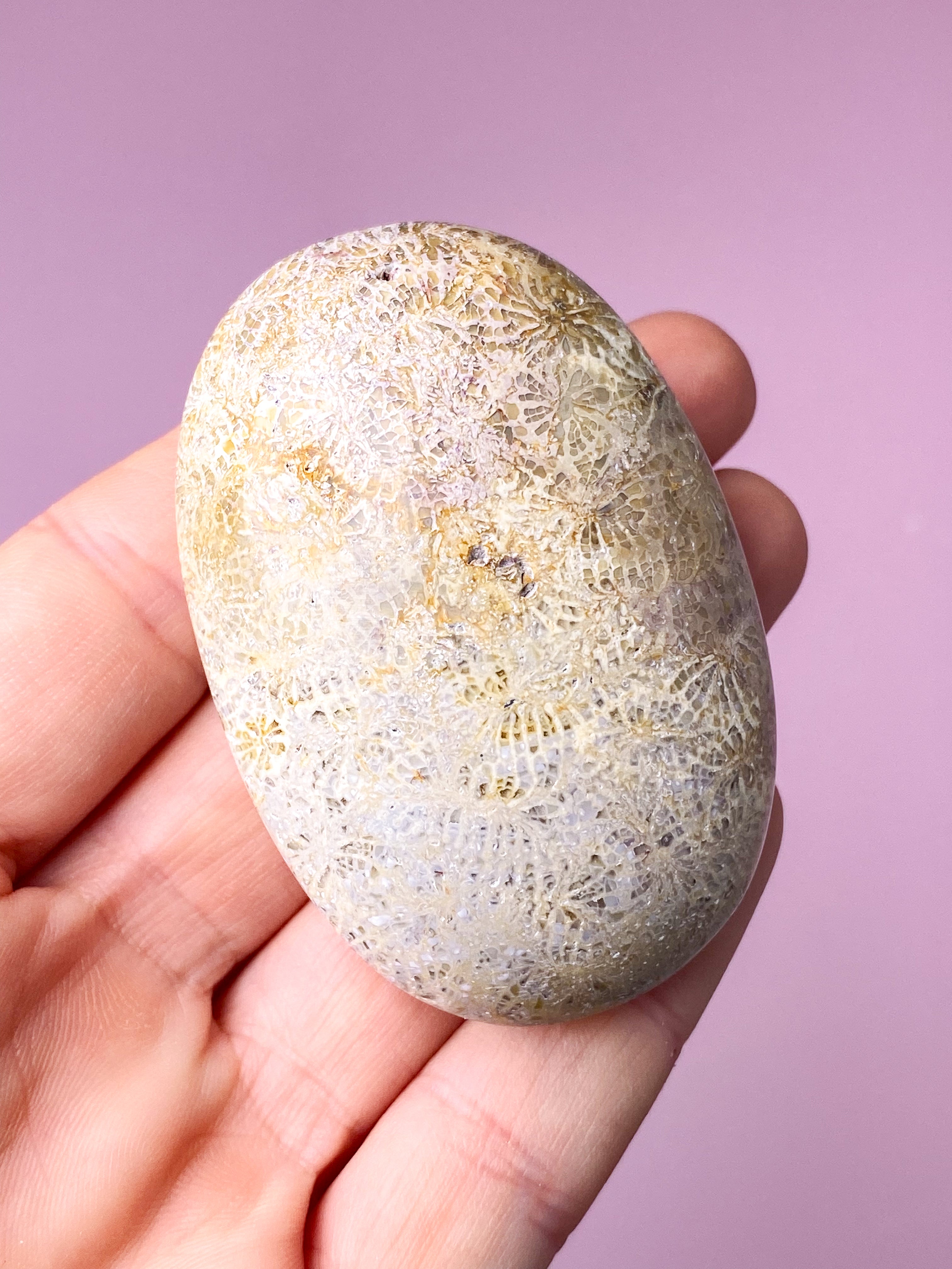 Korallrotfossil palmsten (nr 3)