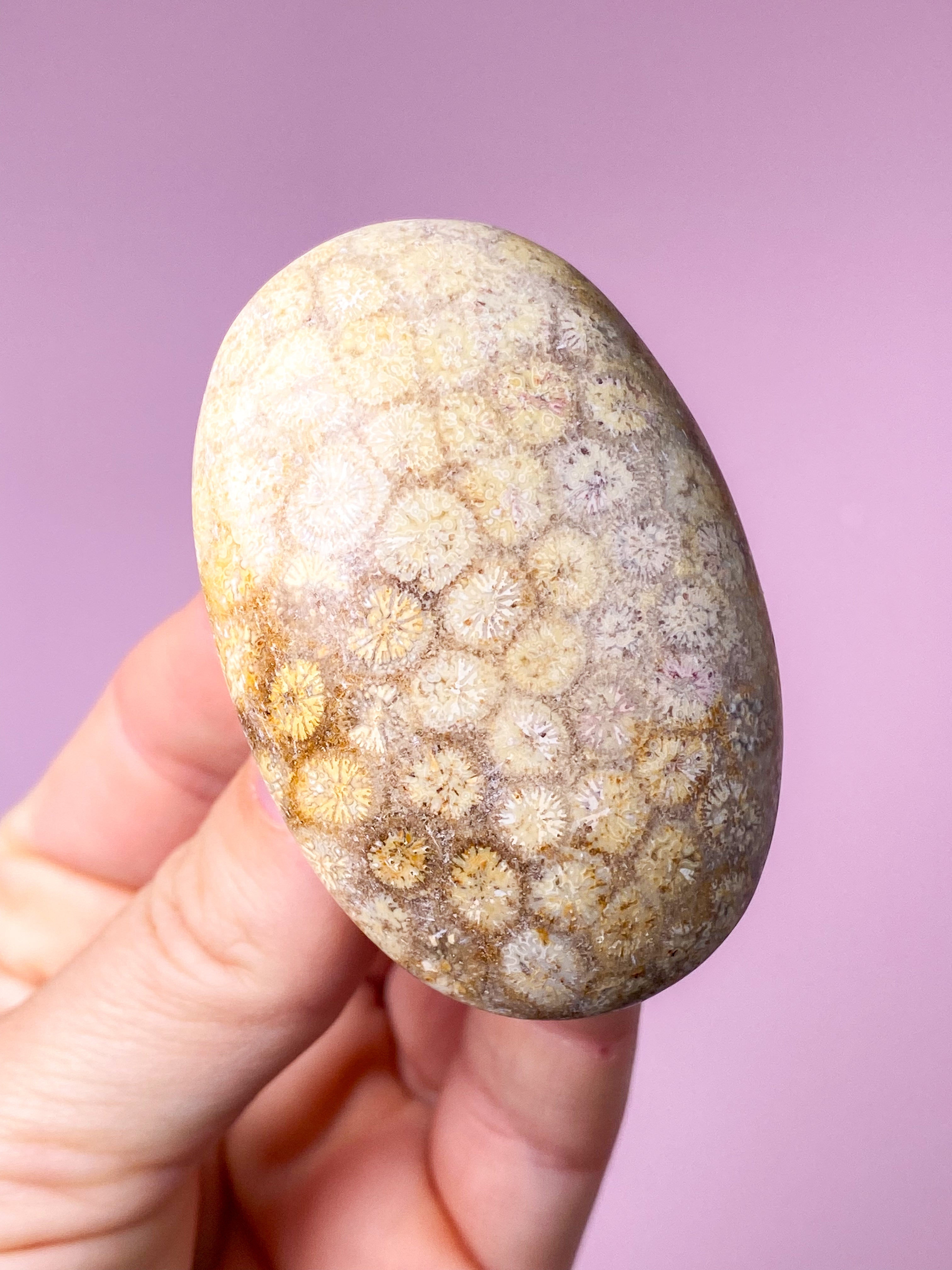 Korallrotfossil palmsten (nr 5)