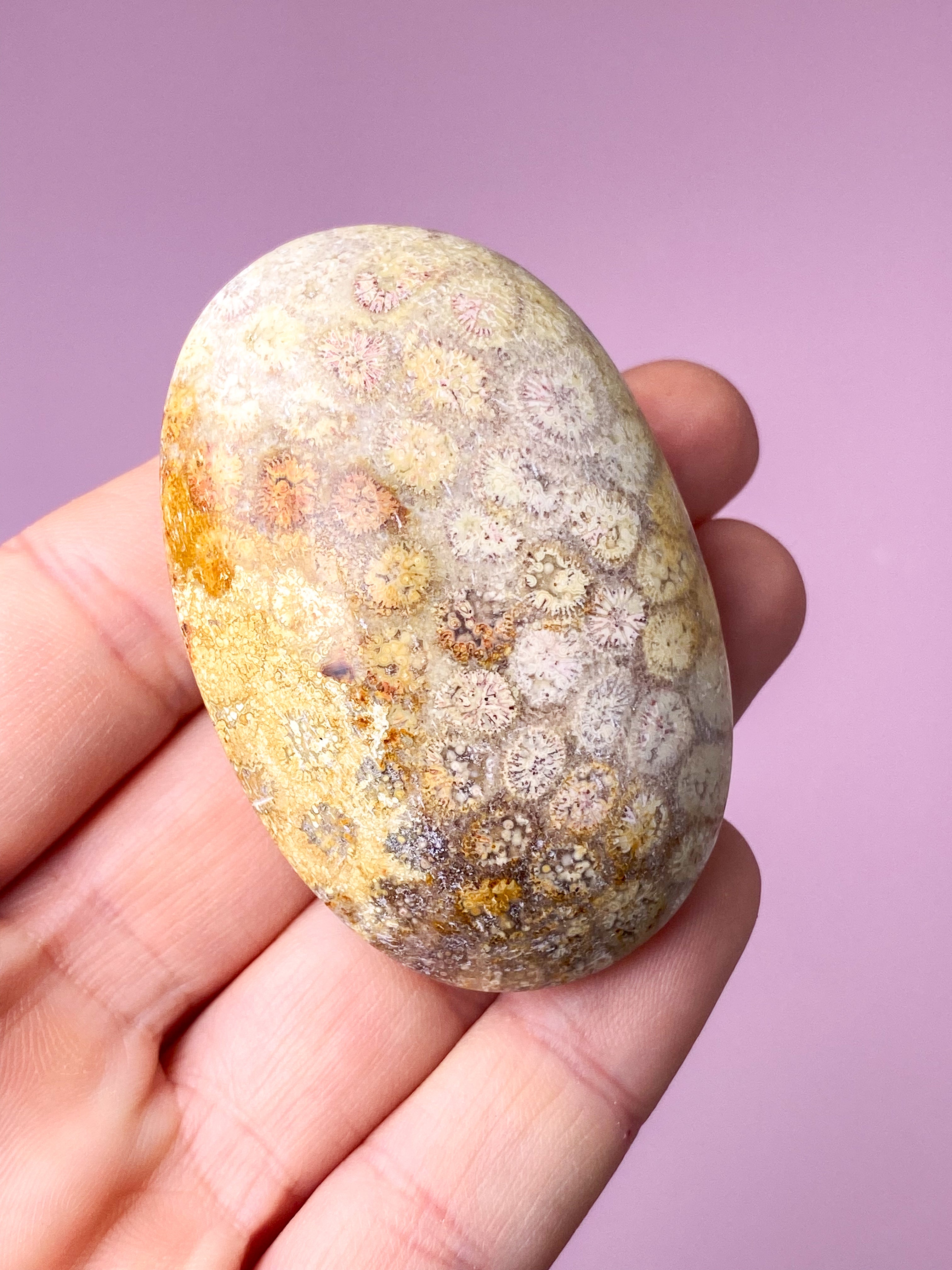 Korallrotfossil palmsten (nr 5)