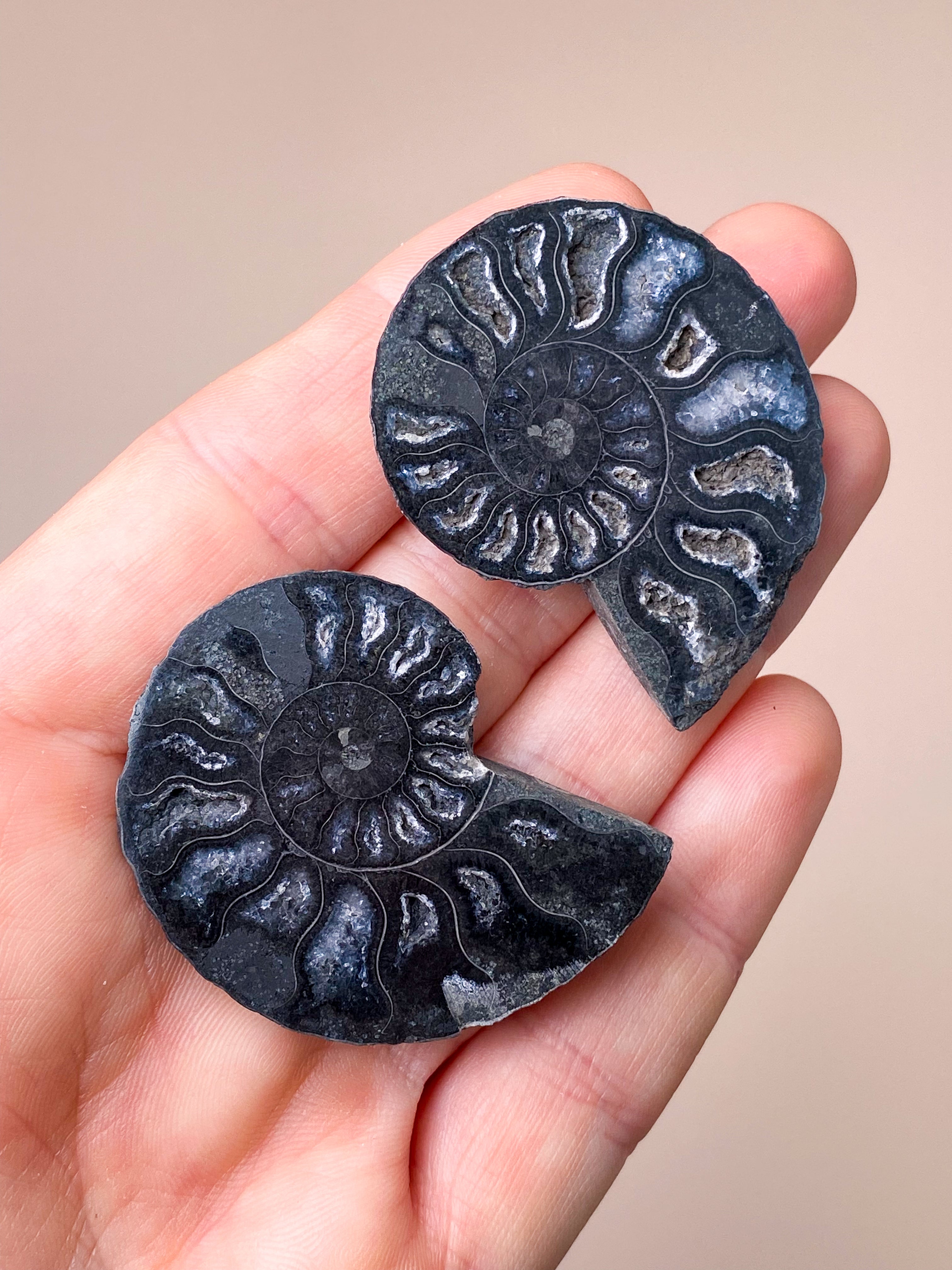 Sort Ammonit Par (Nr. 3)