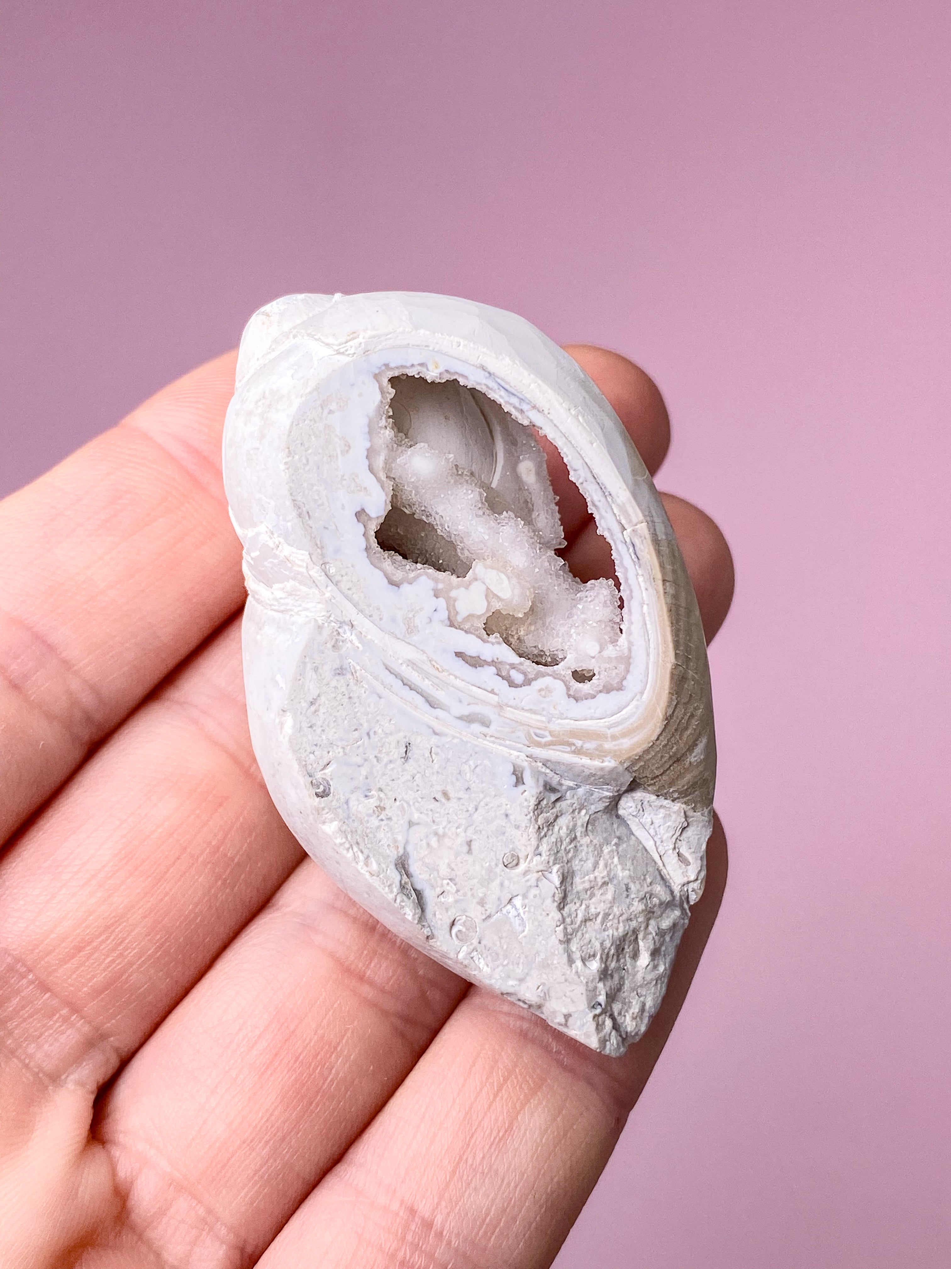 Druzy Conch Fossil (nr 24)