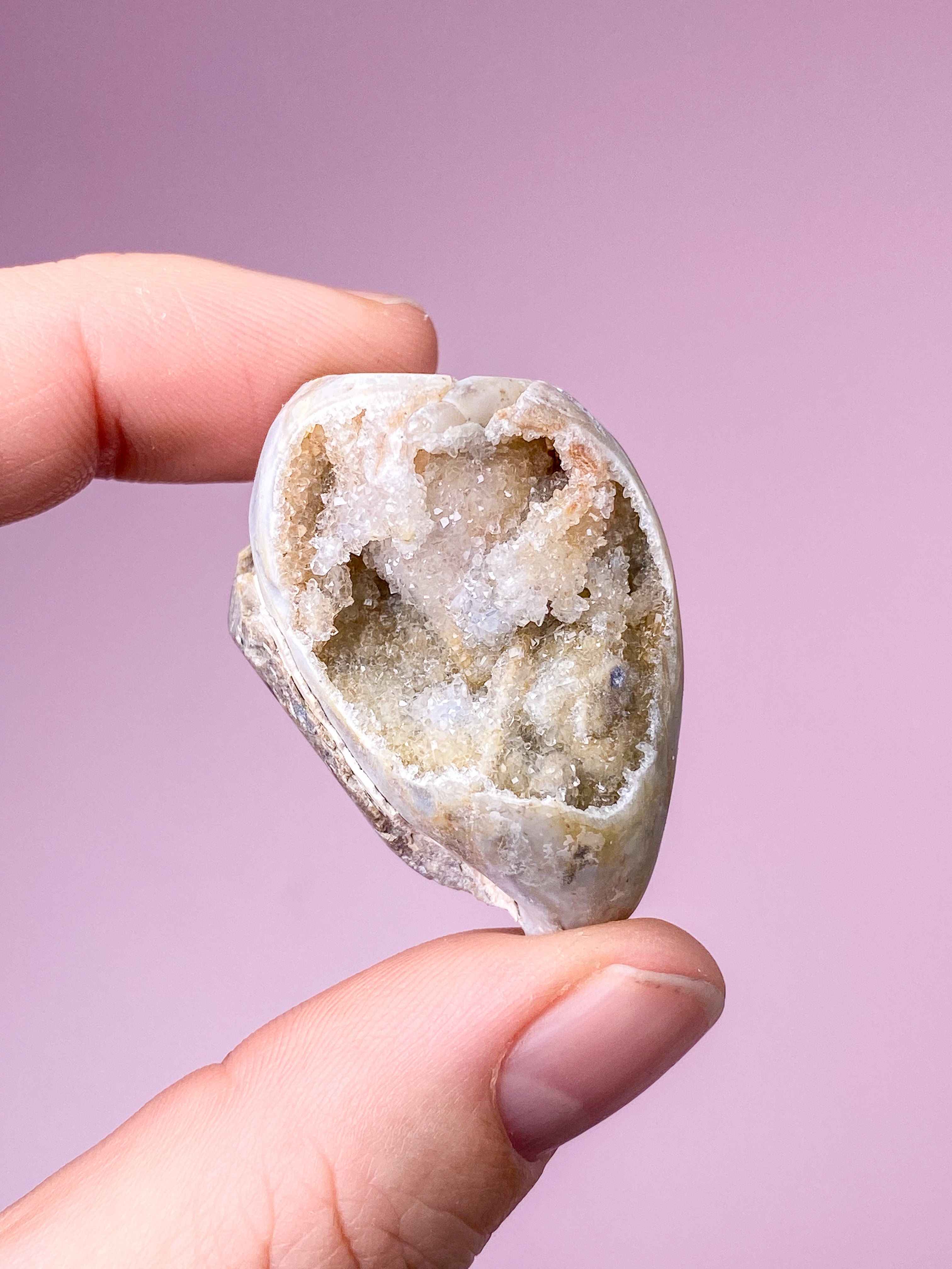 Druzy Conch-fossil (nr 25)