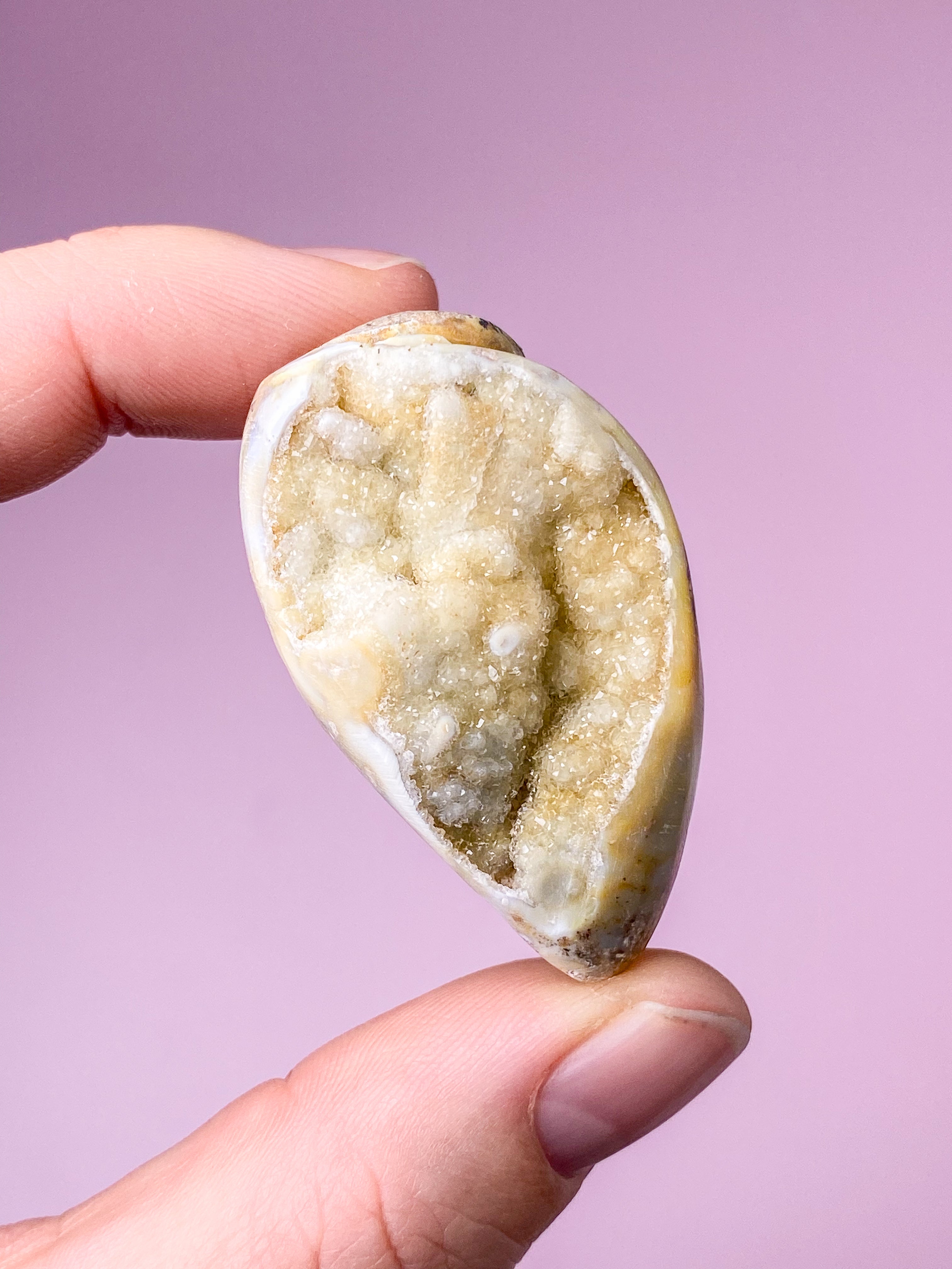 Druzy Conch-fossil (nr 27)