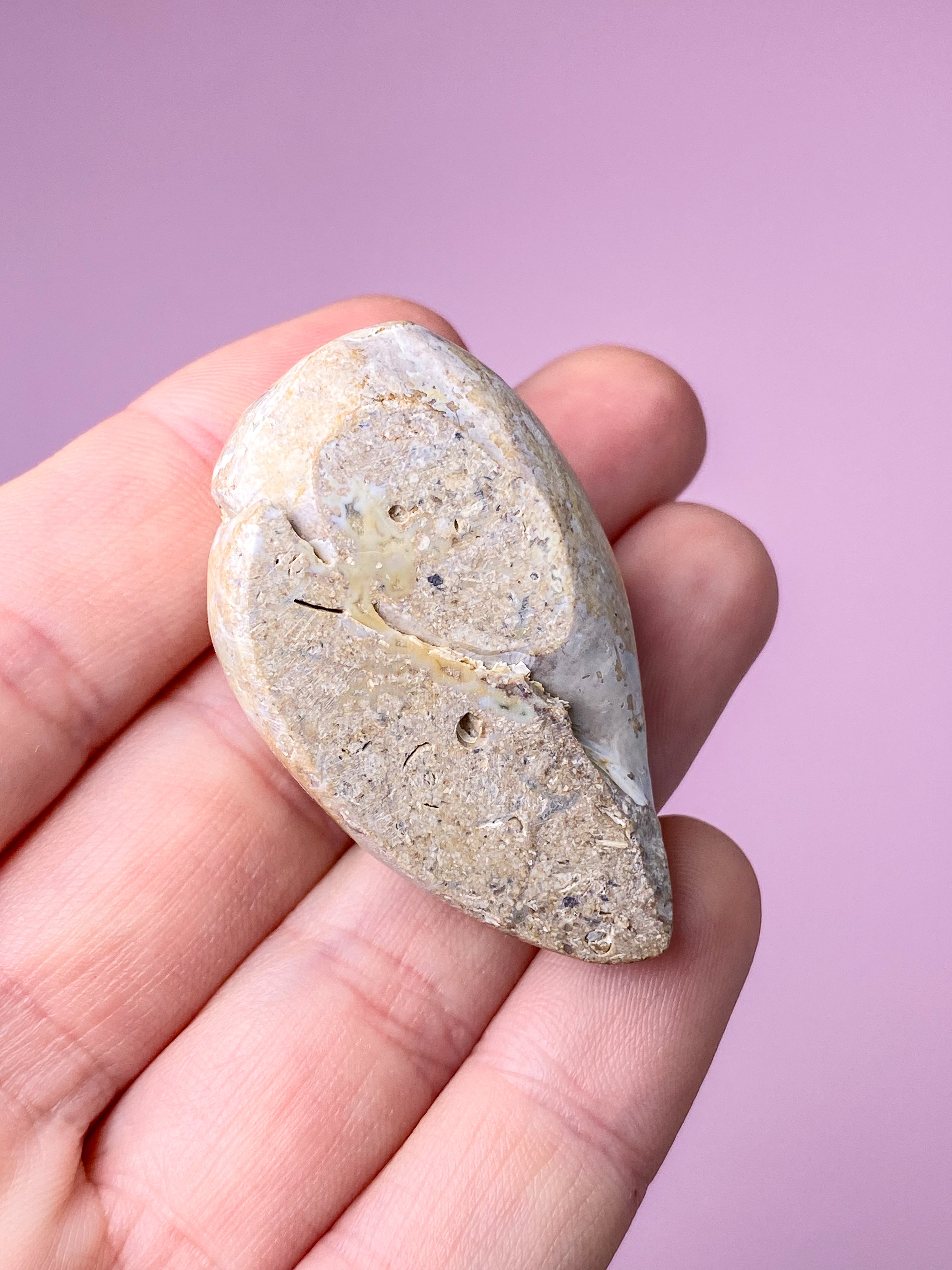 Druzy Conch-fossil (nr 27)