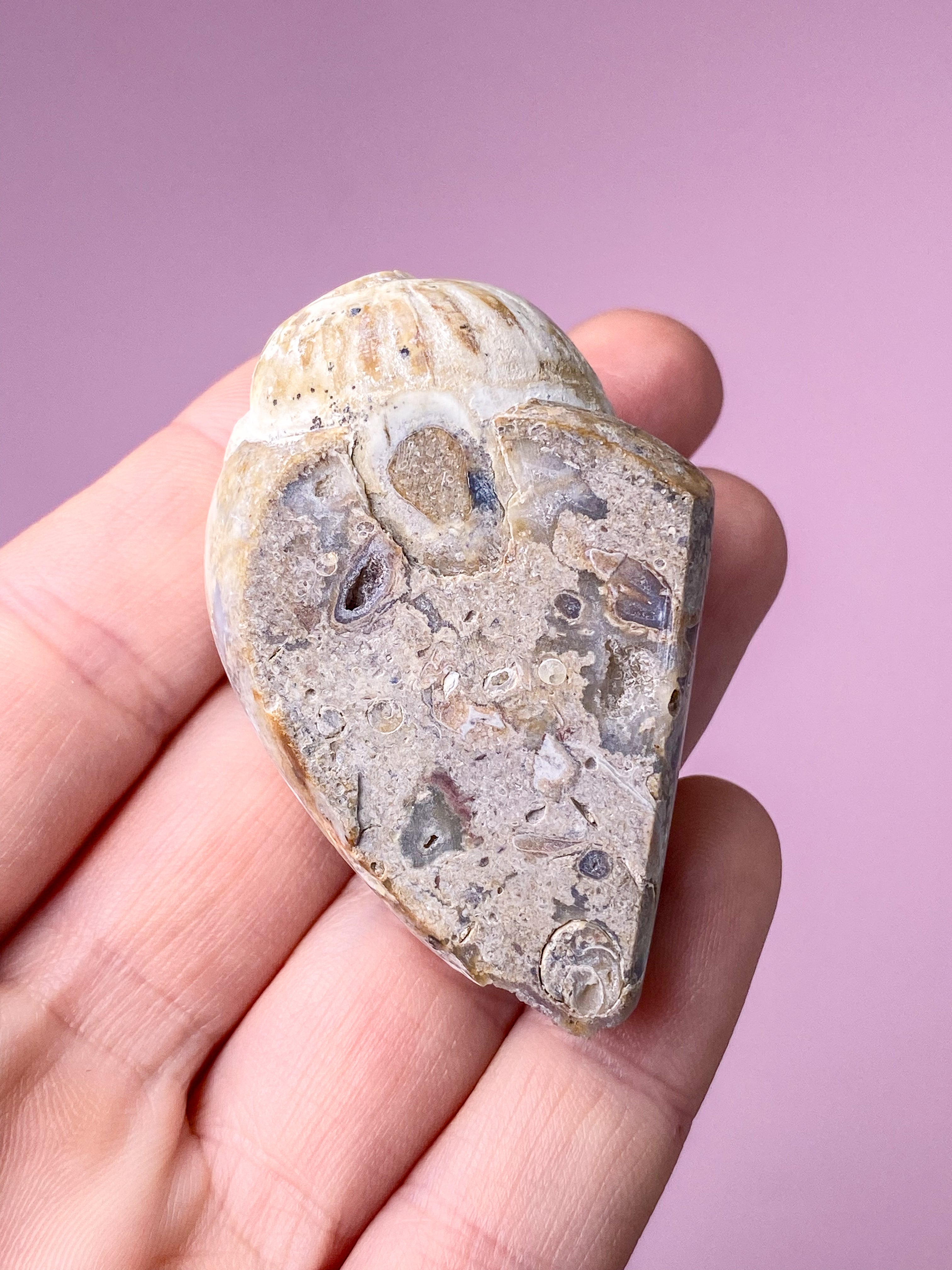 Druzy Conch-fossil (nr 29)