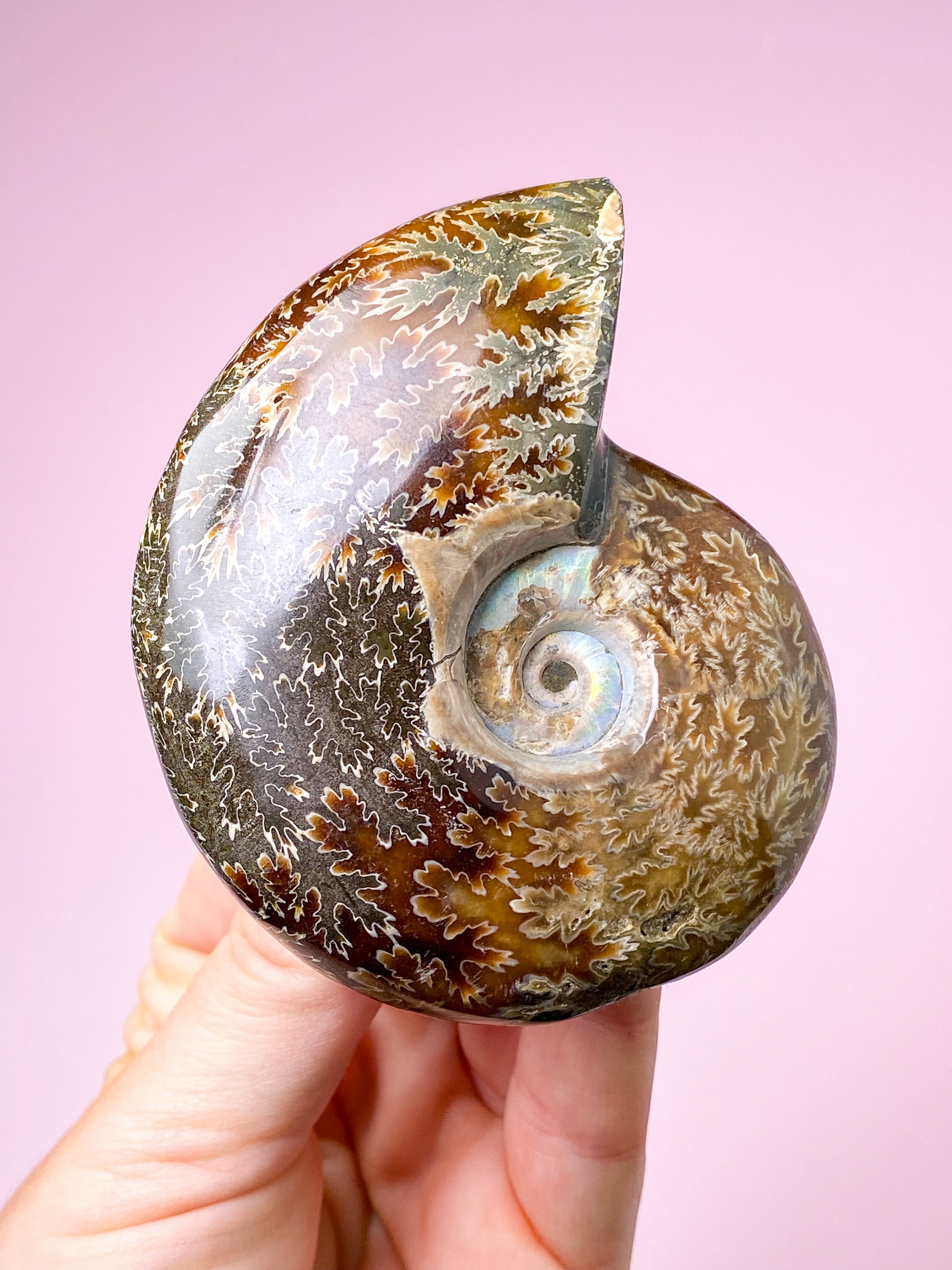 Jigsaw Ammonit (Nr. 3)