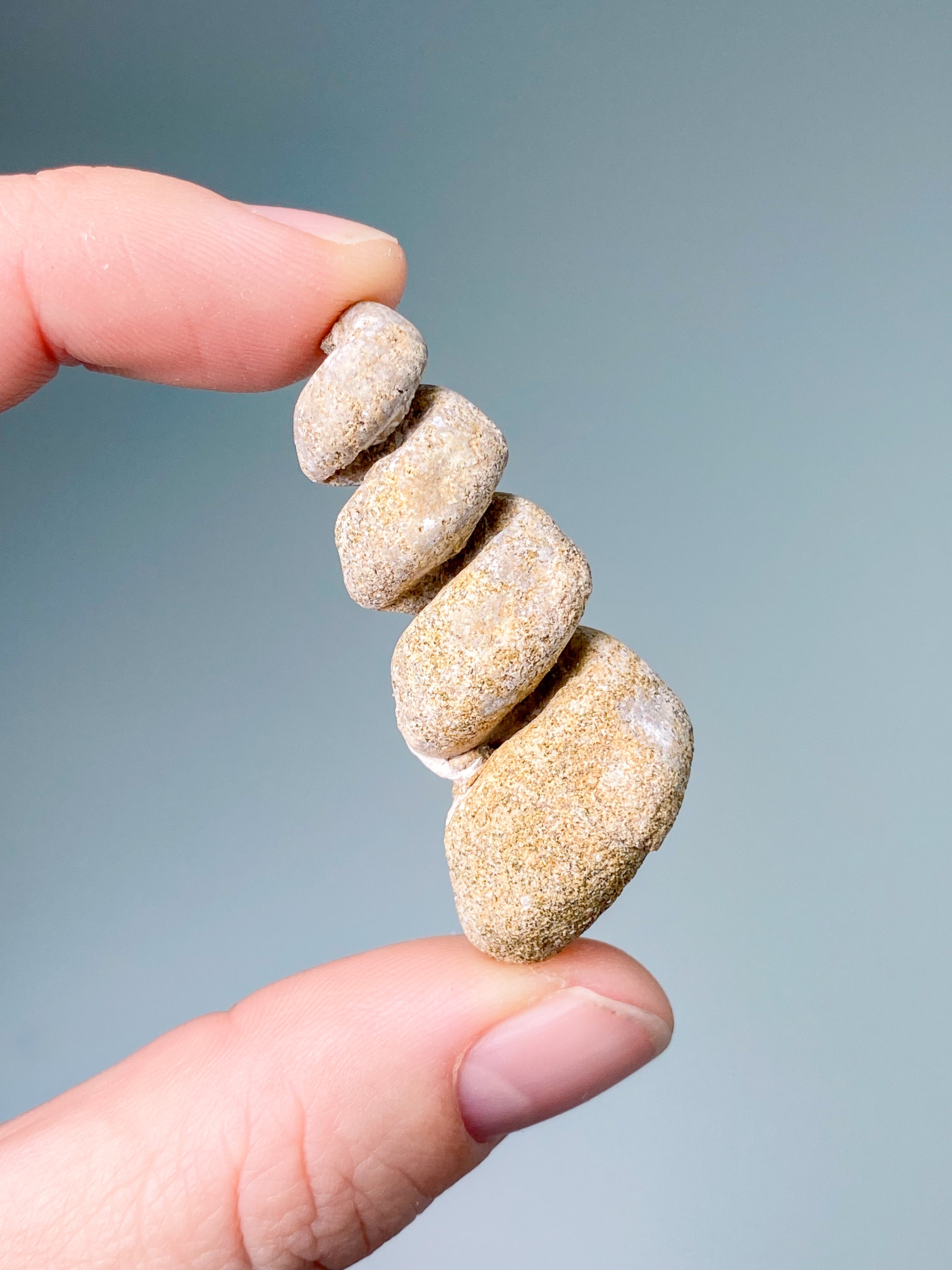 Turritella-fossil (nr 3)