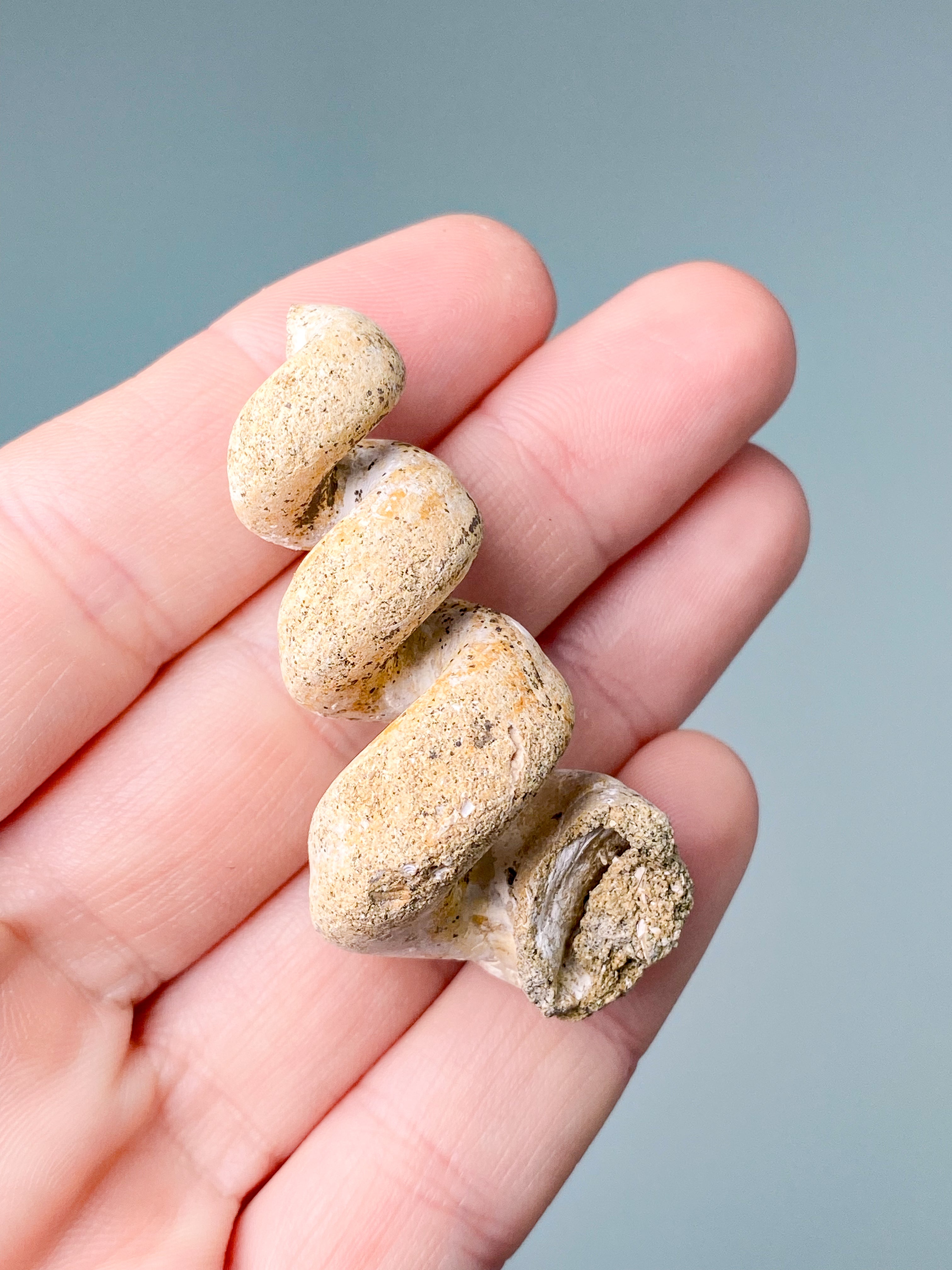 Turritella-fossil (nr 5)