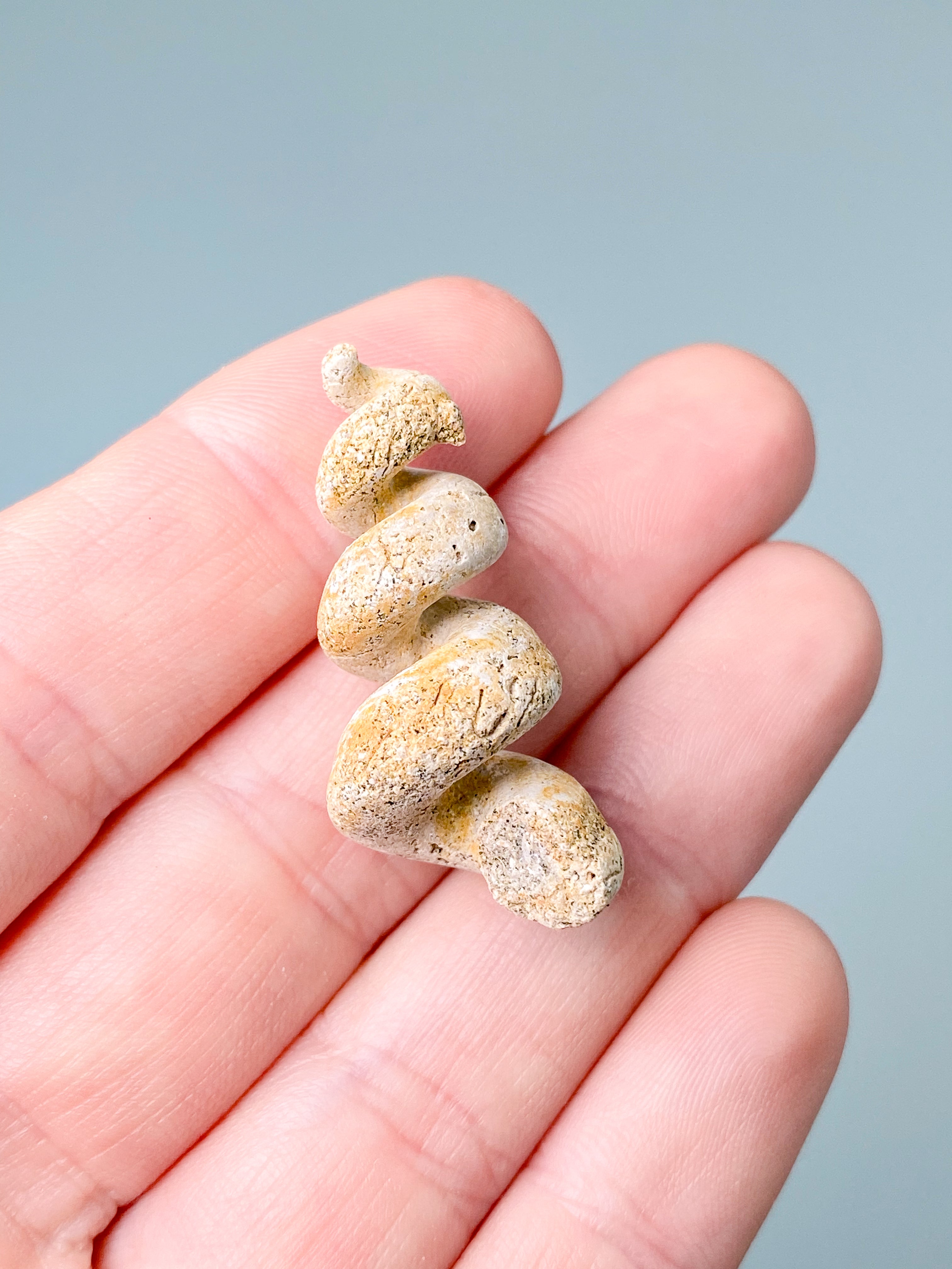 Turritella-fossil (nr 8)