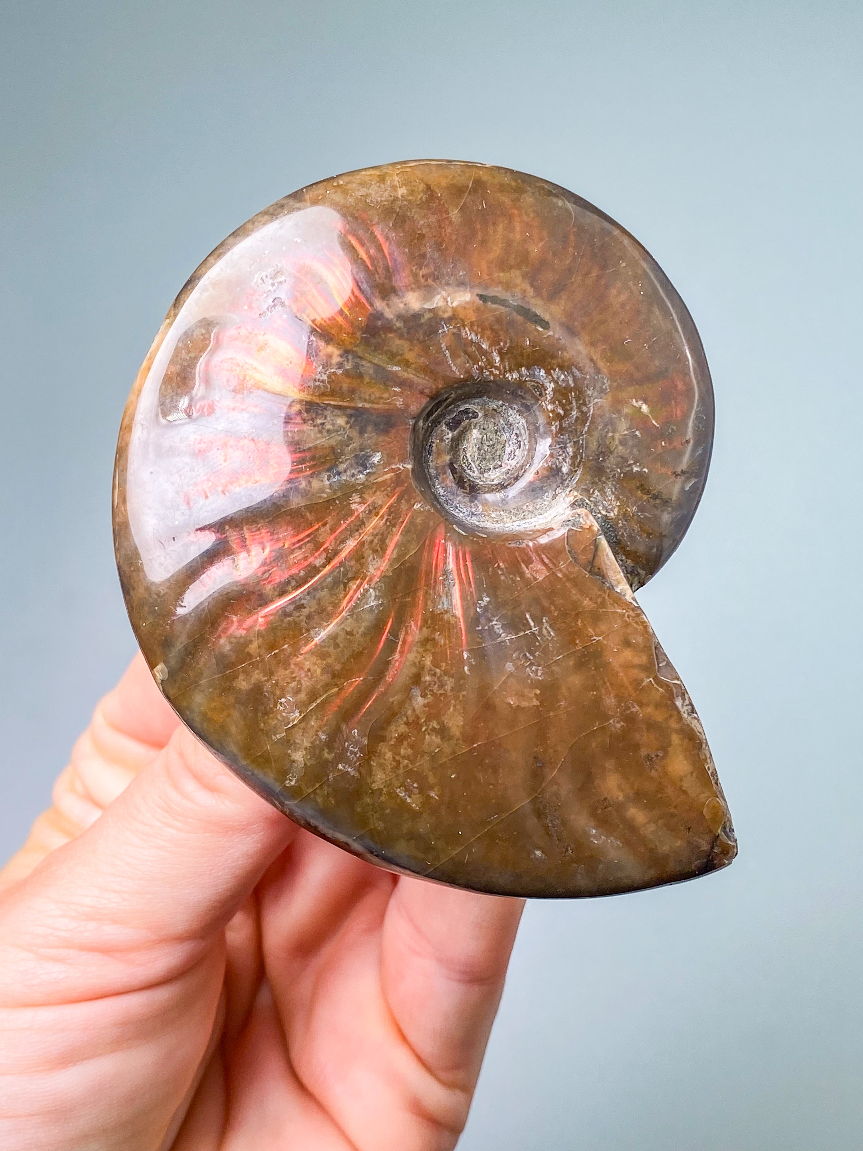 Röd opaliserad ammonit (nr 6)